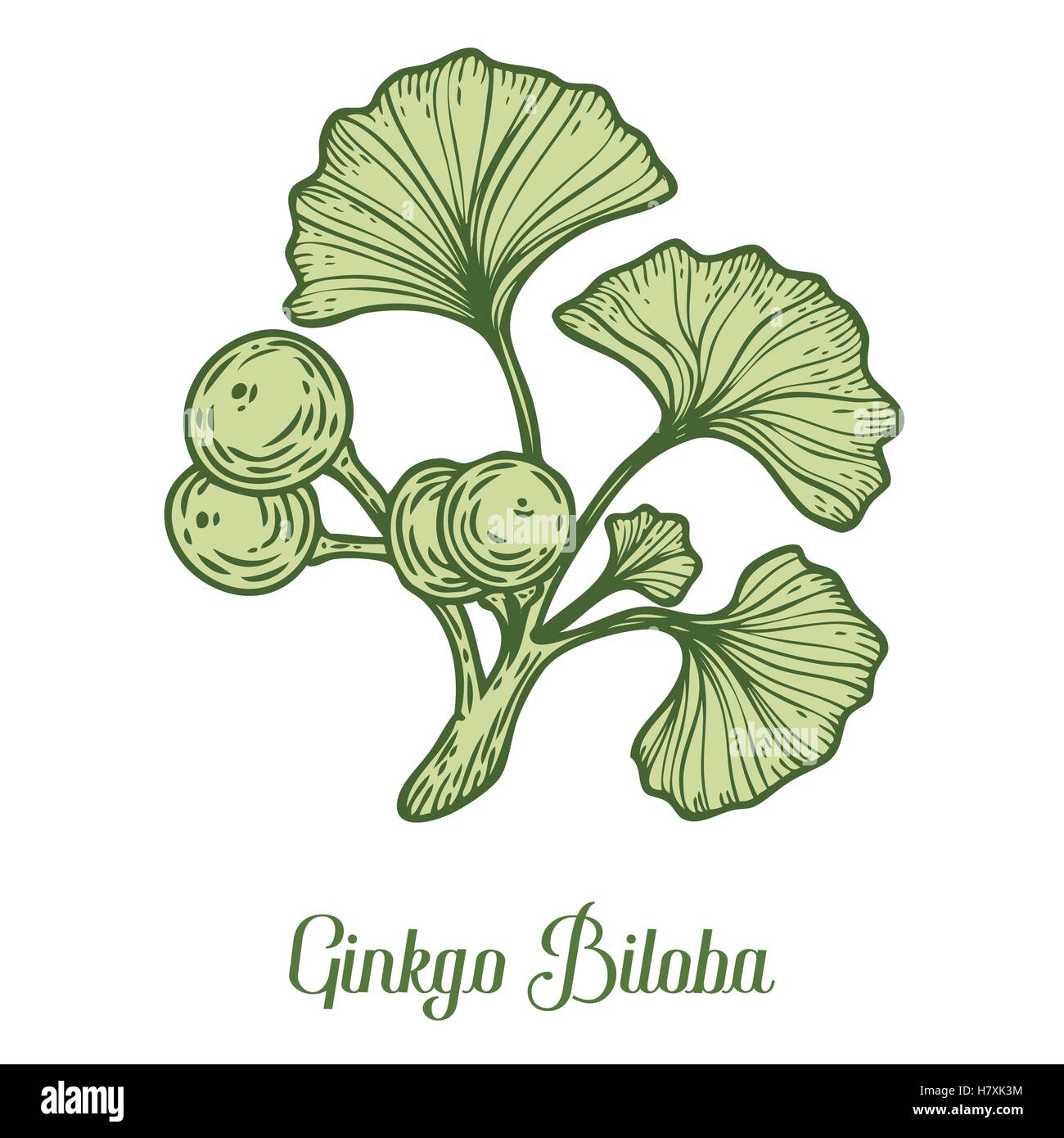 Le Ginkgo Biloba Plante, feuille, branche, berry. Hand drawn vector illustration gravée sketch etch. Ingrédient pour les soins corps et cheveux Illustration de Vecteur