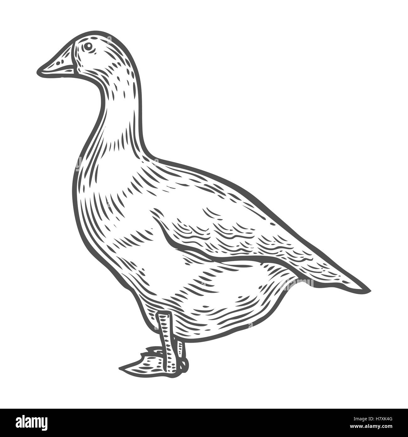 Grey Goose, la volaille, les croquis d'illustration vectorielle, la ferme des animaux oiseaux à plumes. isolé sur fond blanc, ferme d'oie, sketch, h Illustration de Vecteur