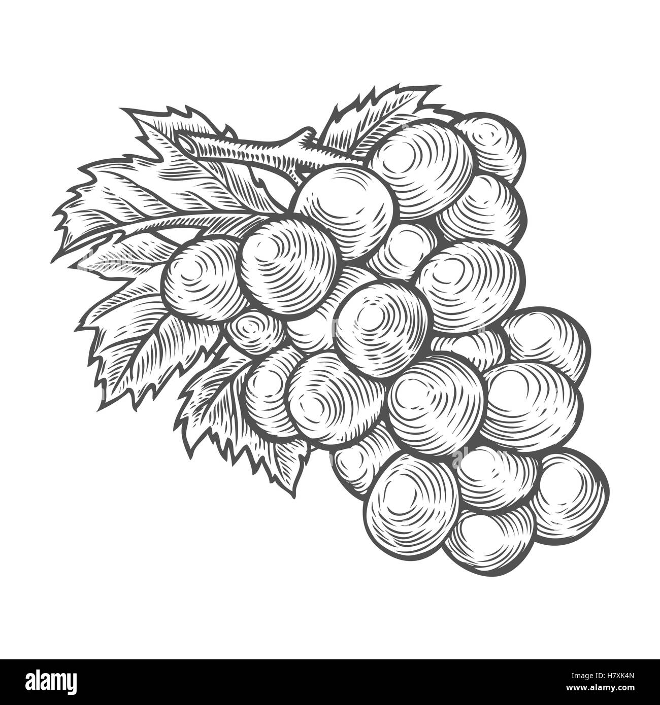Avec la feuille de raisin, vin doux de petits fruits fruits sangria ingrédient. Les matières organiques naturelles hand drawn vector illustration gravée de croquis. Blac Illustration de Vecteur
