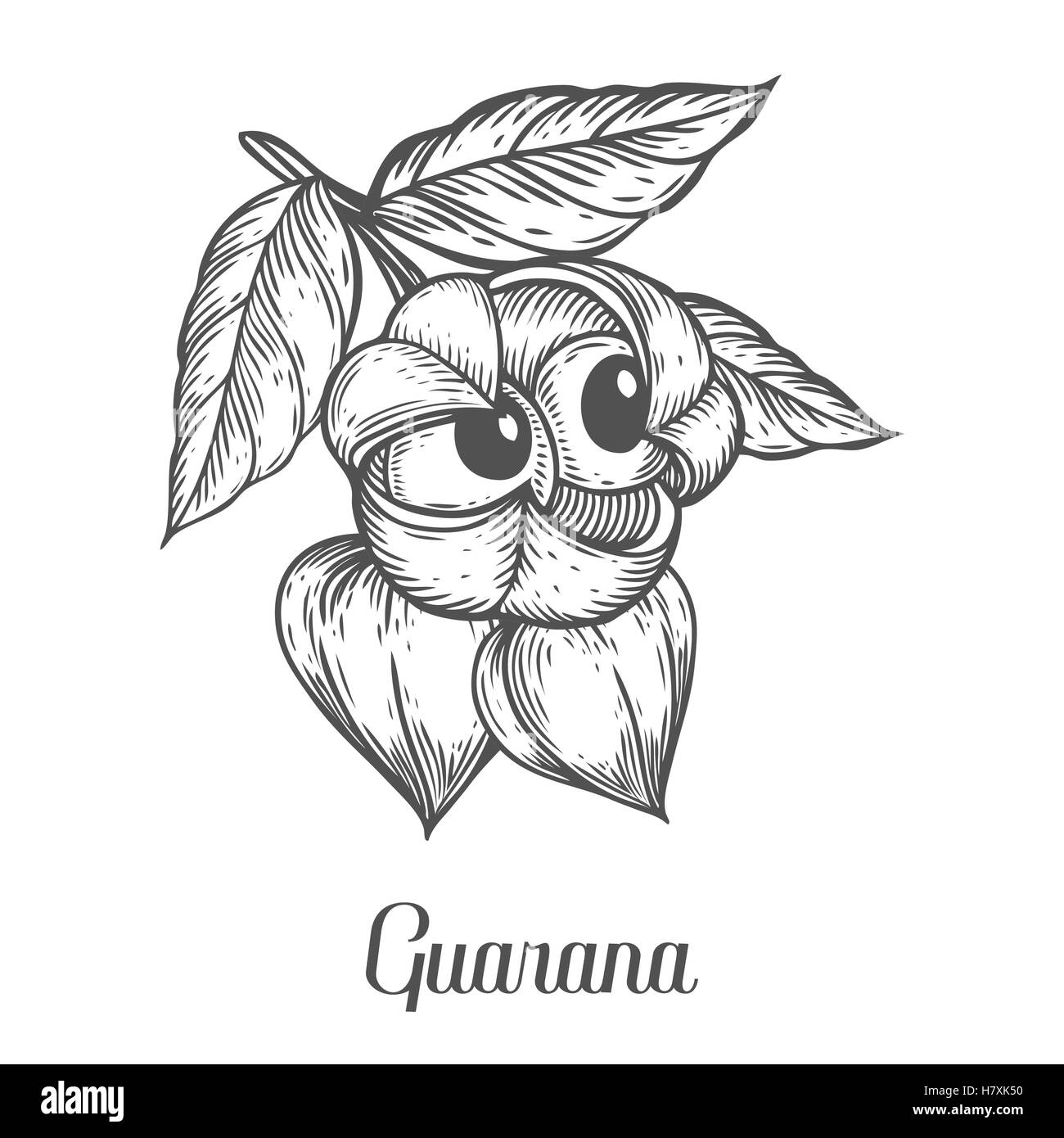 Fruits, graines de guarana caféine alimentation énergique berry superfood usine energy drink et tisanes ingrédient. Les matières organiques naturelles part d Illustration de Vecteur