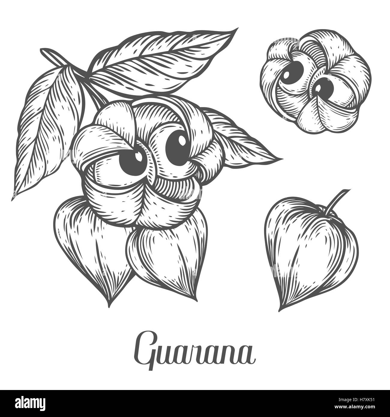 Fruits, graines de guarana caféine alimentation énergique berry superfood usine energy drink et tisanes ingrédient. Les matières organiques naturelles part d Illustration de Vecteur