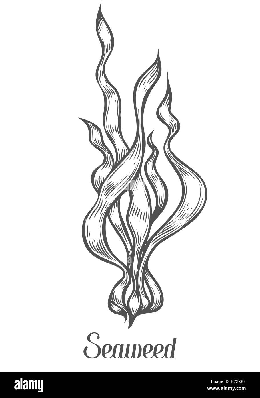 La spiruline bio complément alimentaire sain superfood. Croquis dessinés à la main, vector illustration isolé sur fond blanc. Alga Illustration de Vecteur