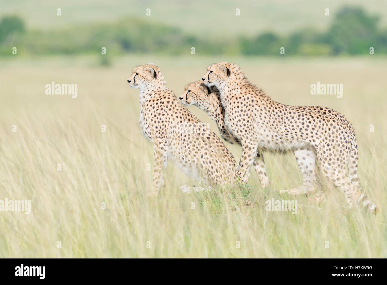 Trois Cheetah (Acinonix jubatus) Comité permanent sur l'affût à Savanna, Maasai Mara National Reserve, Kenya Banque D'Images