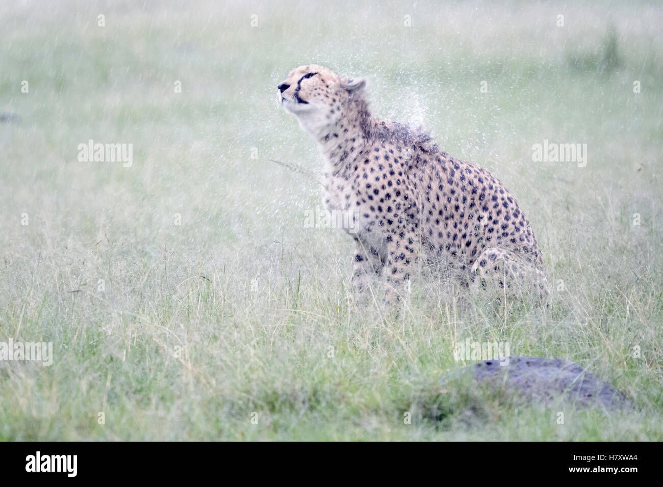 Cheetah (Acinonix jubatus) assis sur les précipitations au cours de la savane humide, fourrure, Maasai Mara National Reserve, Kenya Banque D'Images