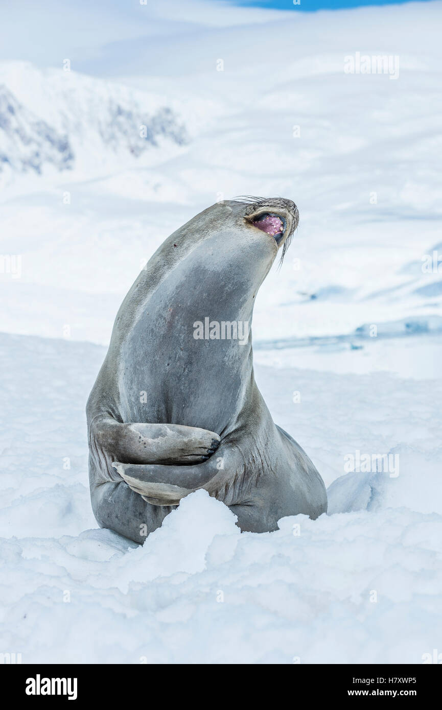 Éléphant de mer du sud (Mirounga leonina) jusqu'à la avec la bouche ouverte, Neko Harbour, péninsule Antarctique, l'Antarctique Banque D'Images