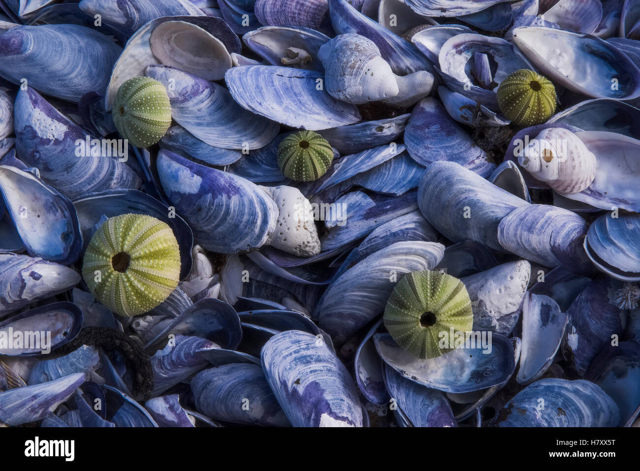 Séché les coquilles d'oursin admist se trouvent un lit de coquilles sur le rivage de l'océan ; Afrique du Sud Banque D'Images