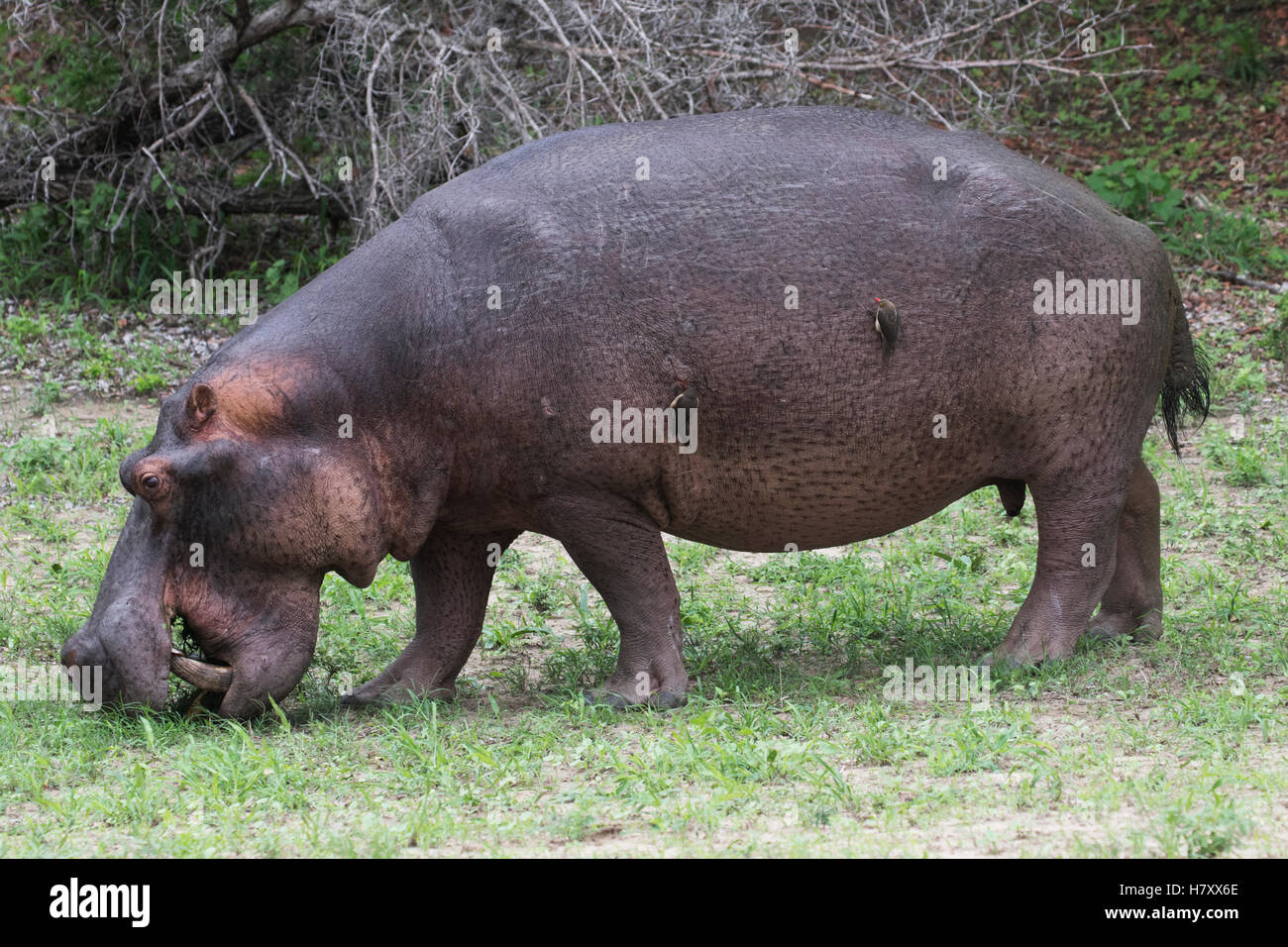 Hippopotame (Hippopotamus amphibius) ; Afrique du Sud Banque D'Images