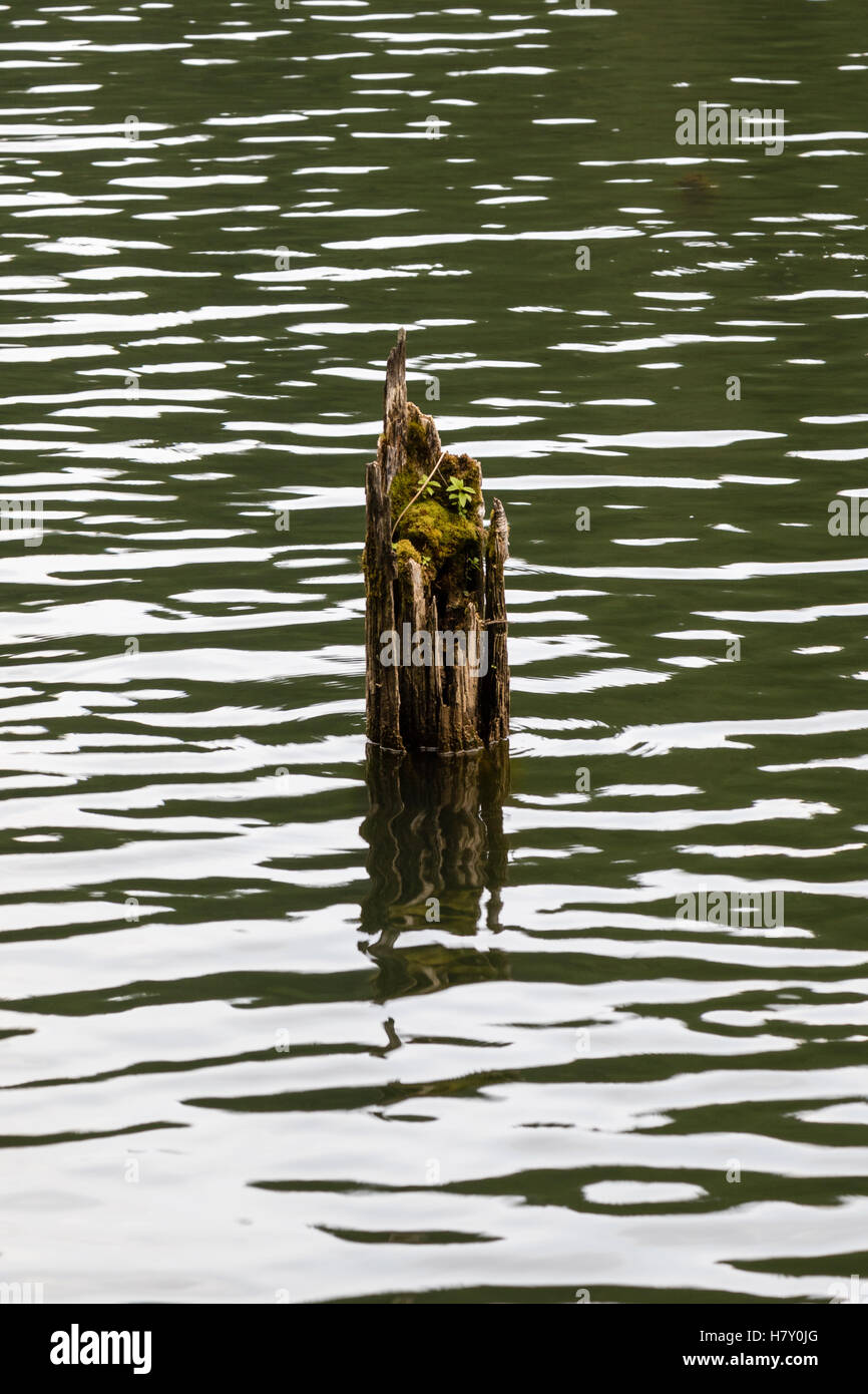 Vieille épave moussue journal brisé dans l'eau du lac Banque D'Images