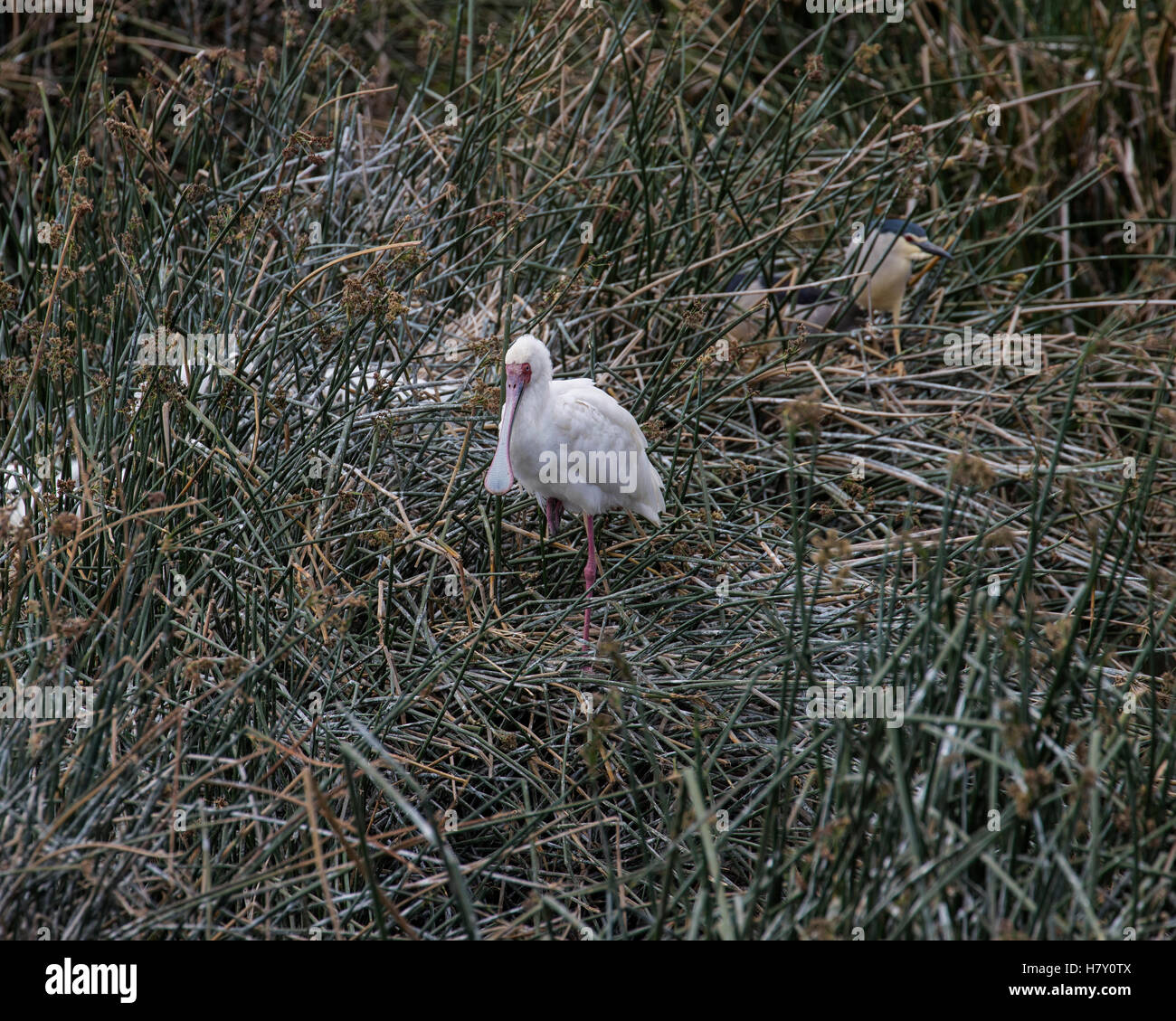 African spoonbill nichant dans la 'hippo pool' dans le cratère du Ngorongoro, en Tanzanie Banque D'Images