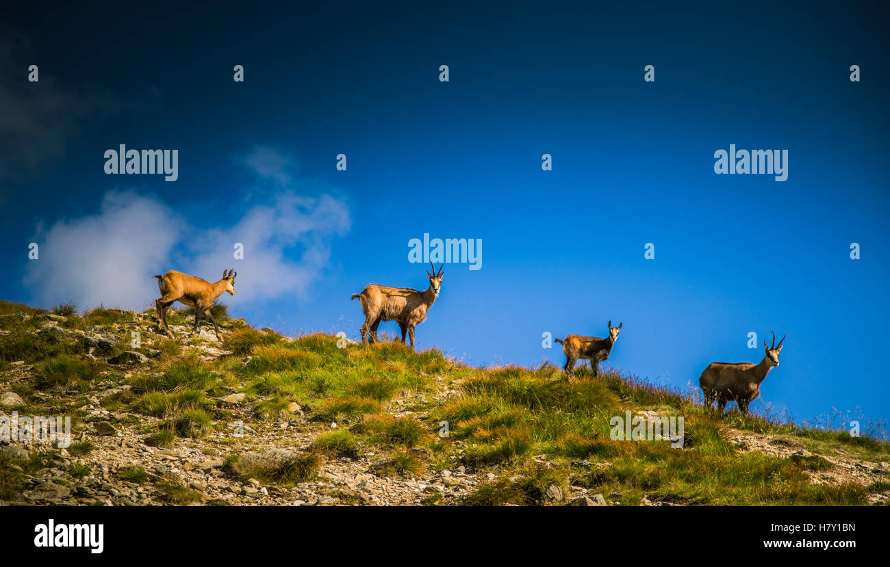 Belle chèvre de montagne chamois dans l'habitat naturel Banque D'Images