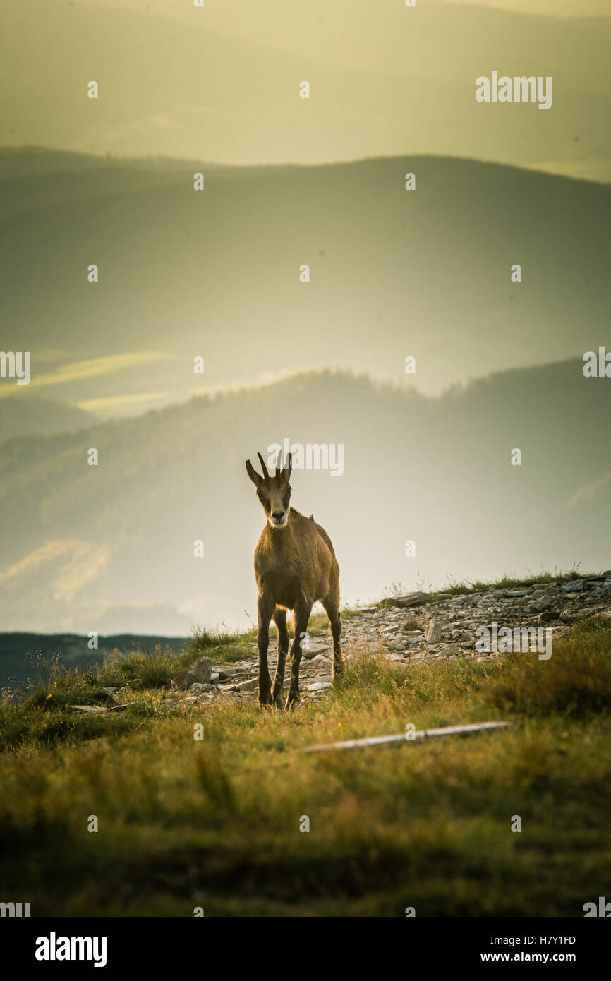Belle chèvre de montagne chamois dans l'habitat naturel Banque D'Images
