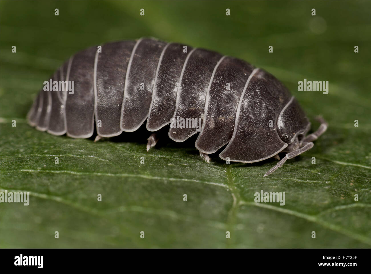 Comprimé ou cloportes cloportes vulgaires Armadillidium vulgare on leaf Banque D'Images