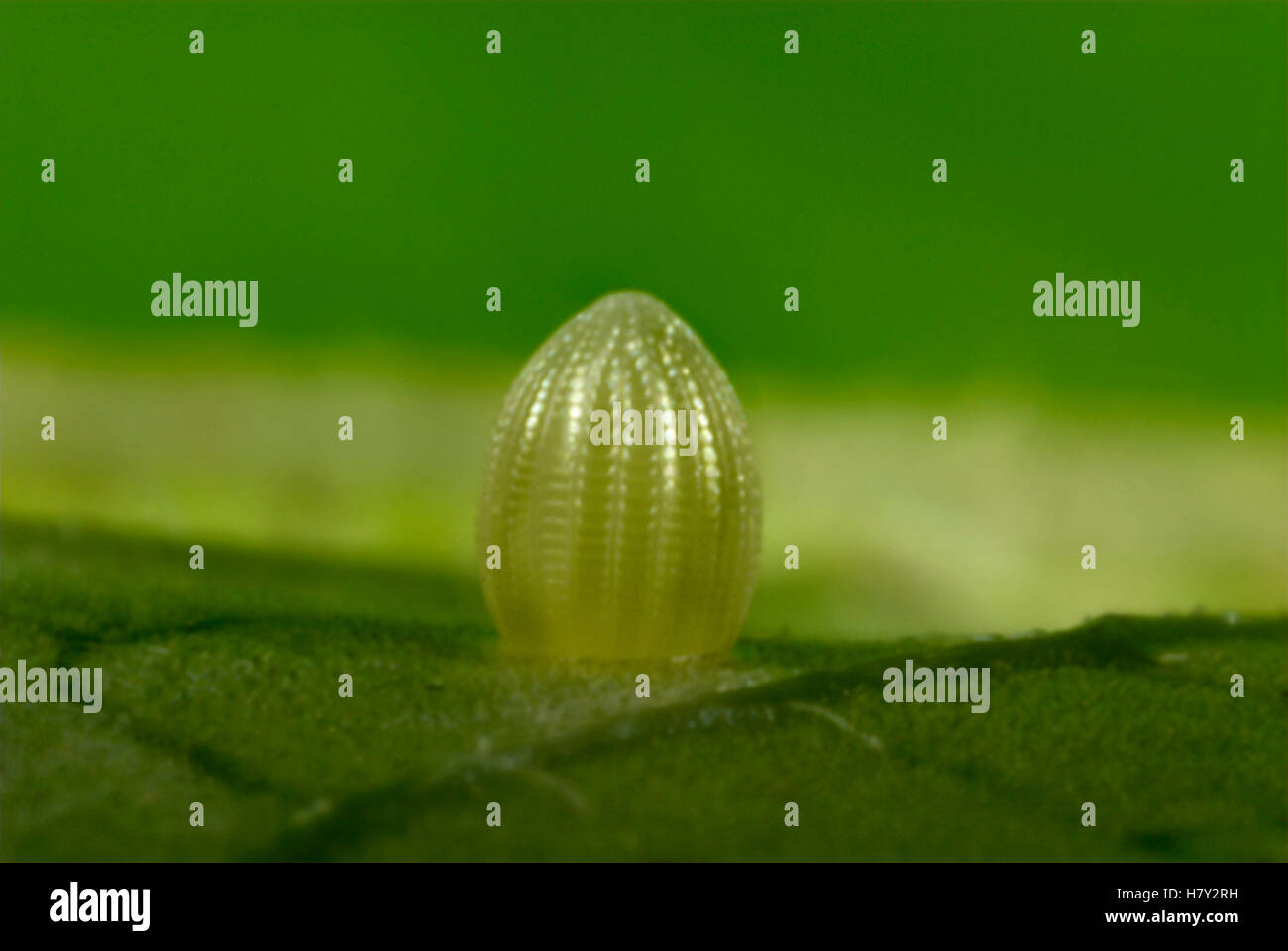 Oeuf De Papillon Monarque Banque d'image et photos Alamy — free download