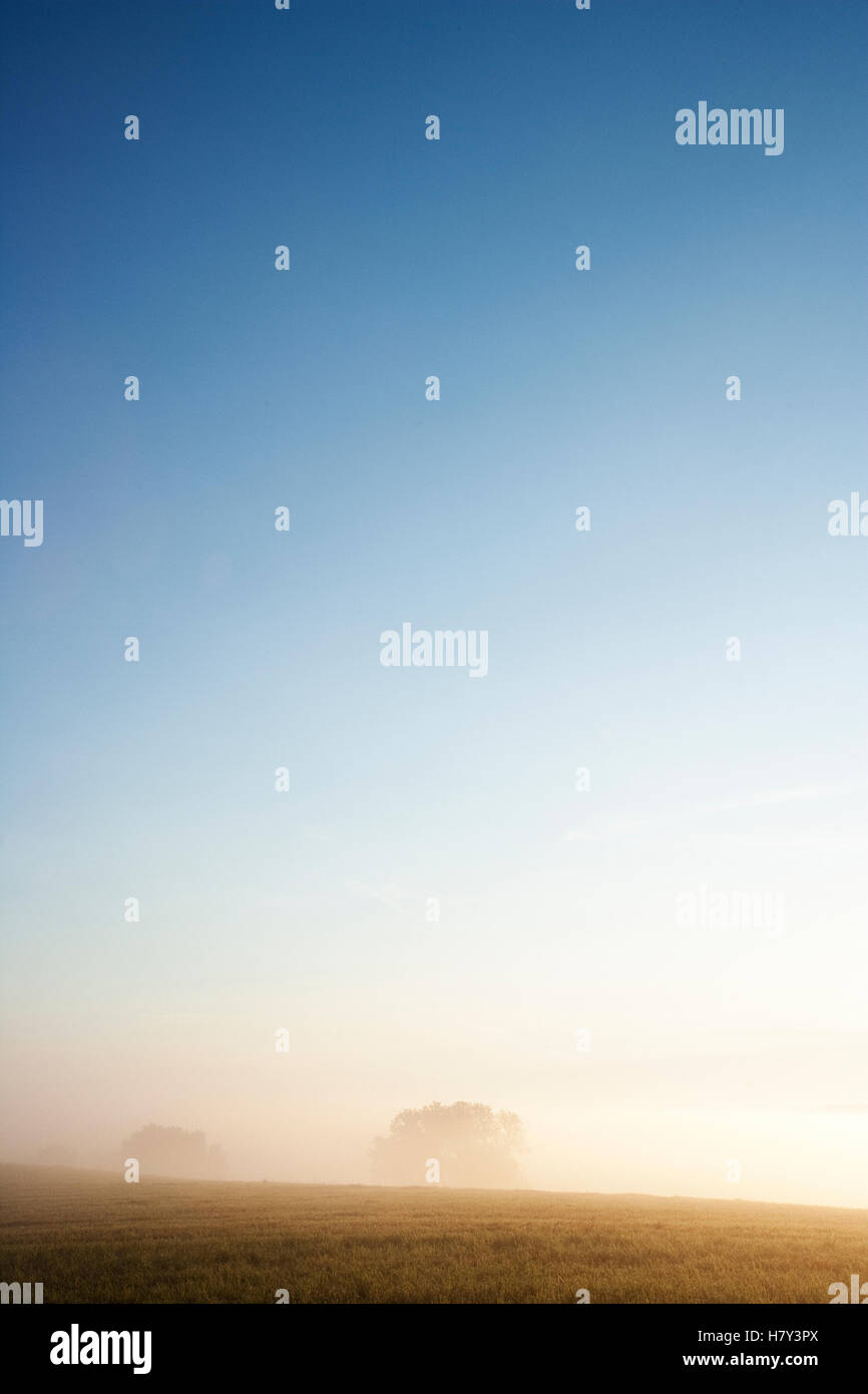 Brouillard matinal en champ libre Banque D'Images