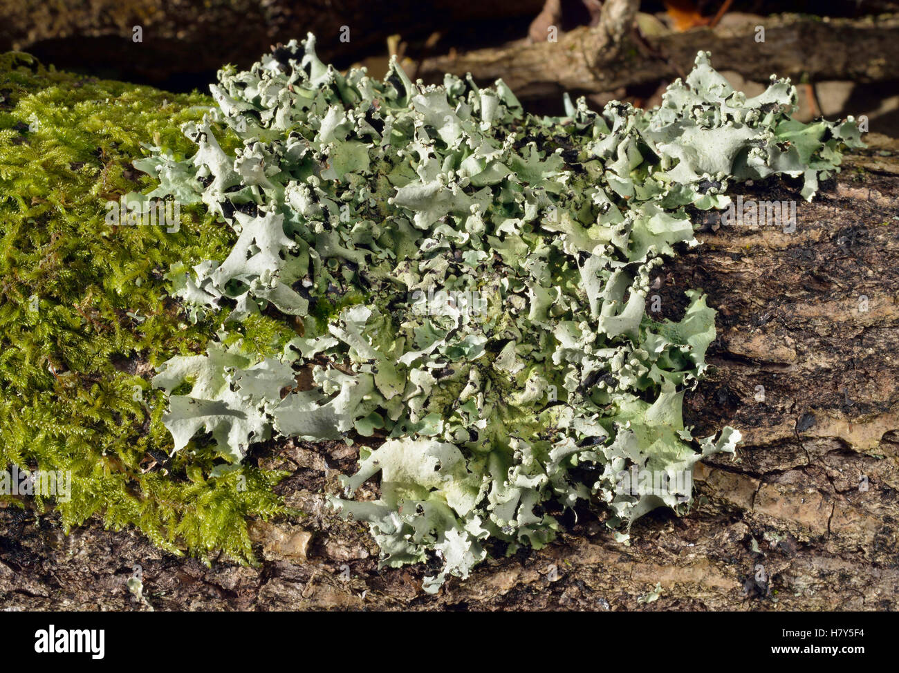Olympus - Lichen reticulatum croissant sur fallen log Banque D'Images