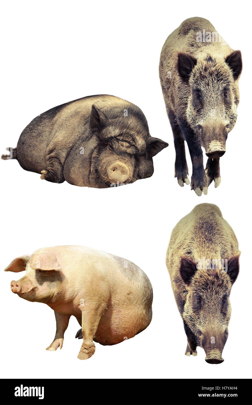 Différences entre les porcs domestiques et les sangliers (Sus scrofa domesticus vs ), animaux isolés Banque D'Images