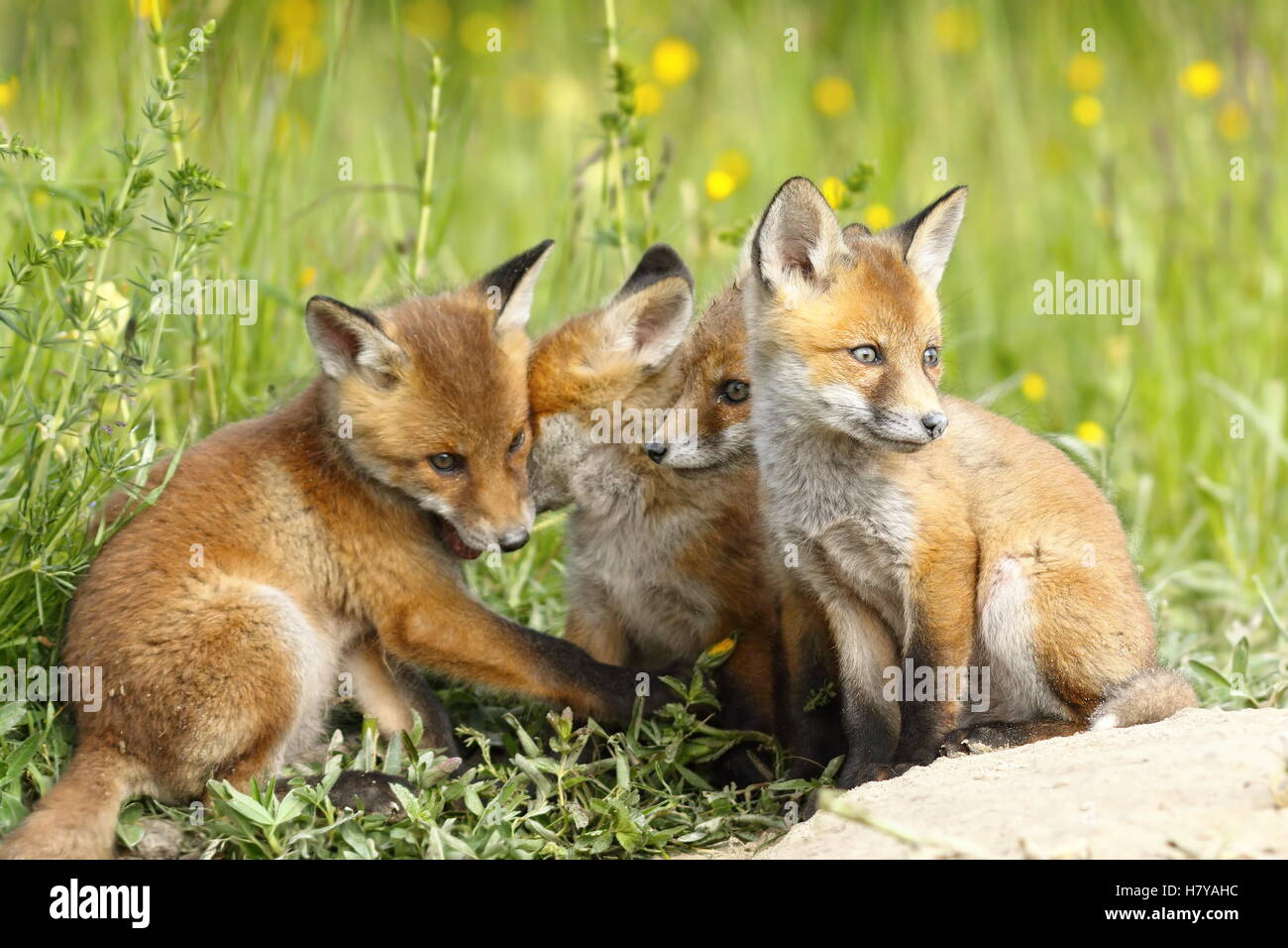 Famille de jeunes renards roux Vulpes vulpes ( ) qui jouent près de la den, mignon d'oursons Banque D'Images