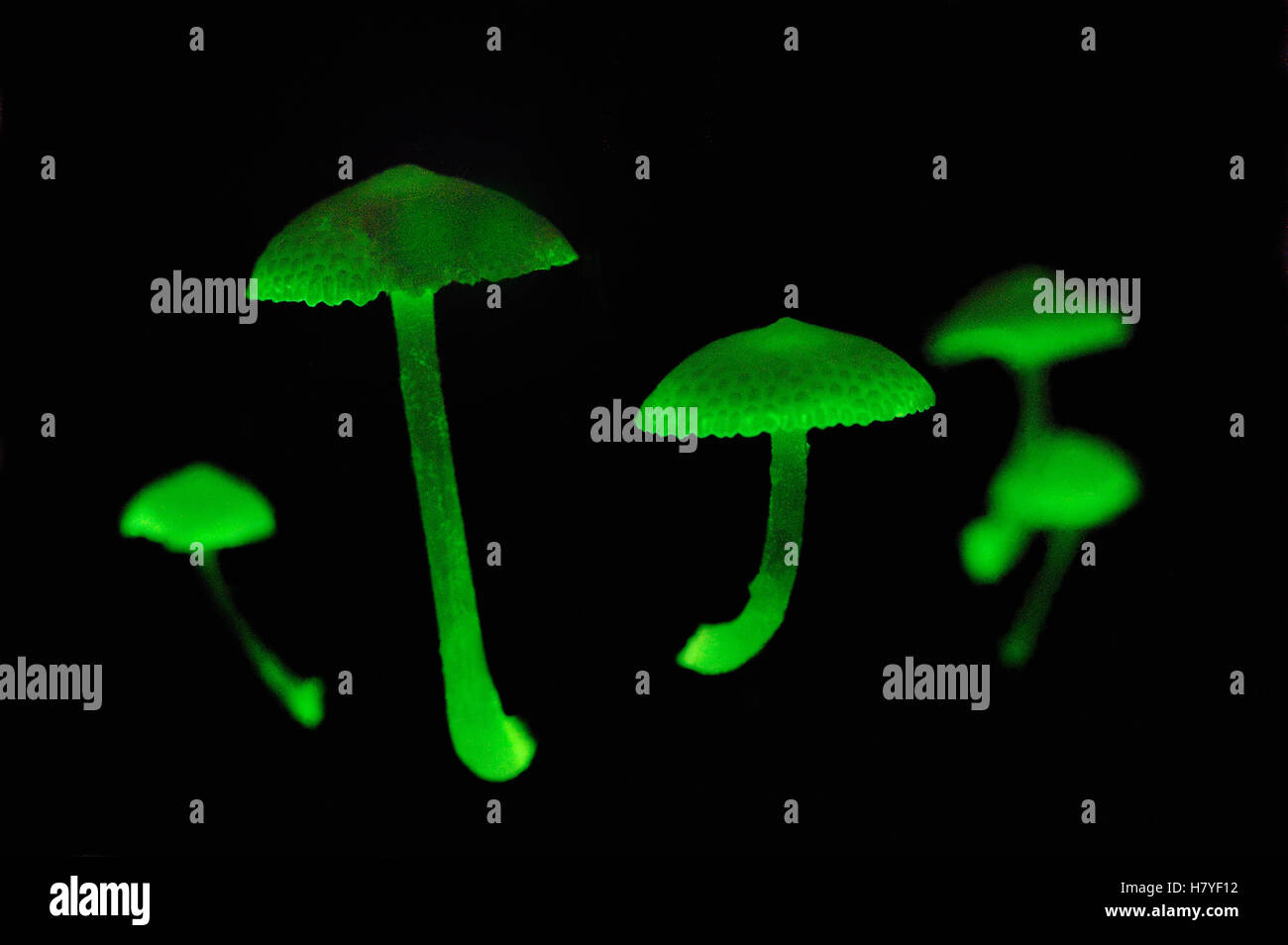 Champignon fluorescent (Mycena illuminans) champignons glowing la nuit — free download