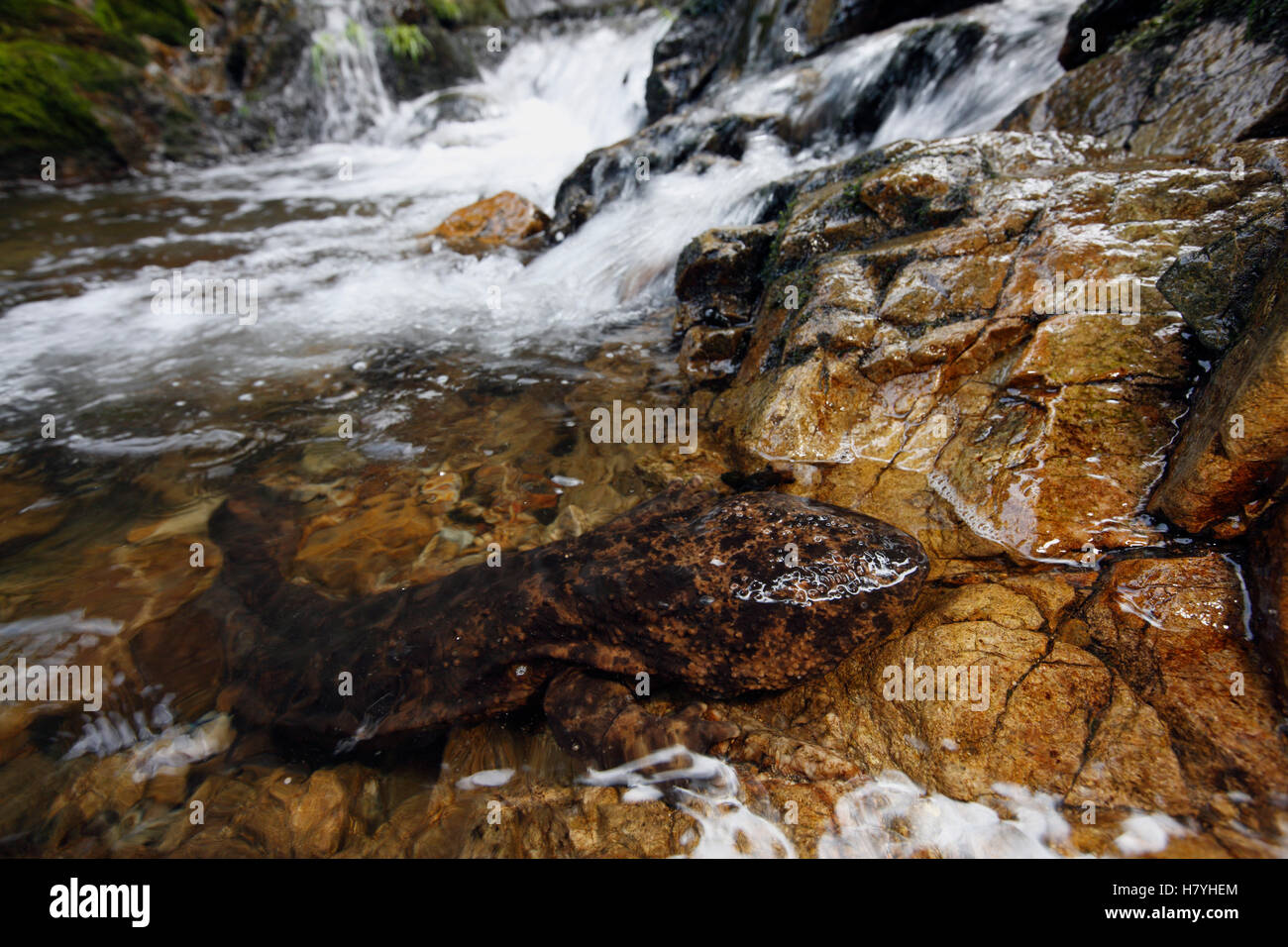 Salamandre géante du Japon (Andrias japonicus) sur la côte près de