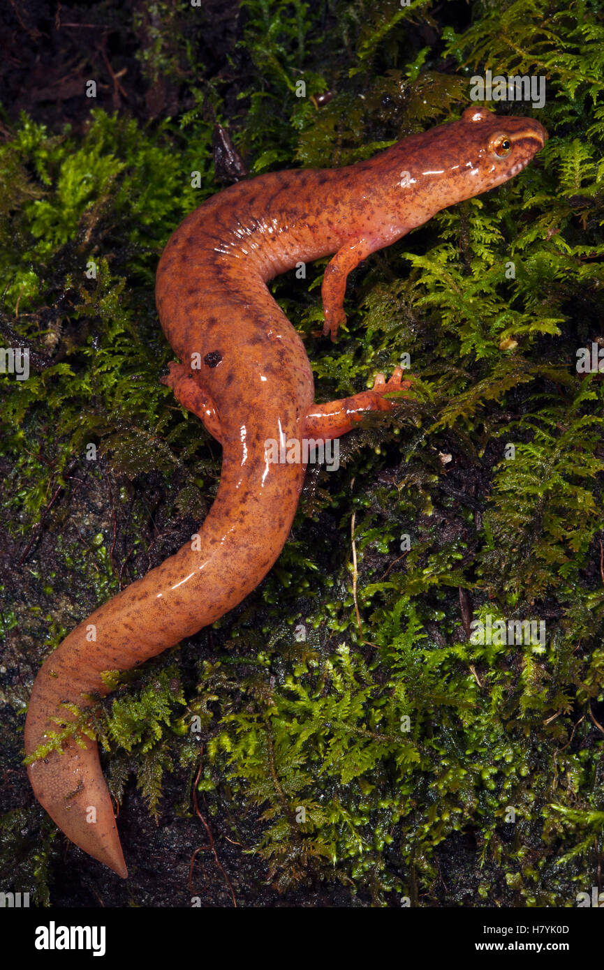 Le nord de la salamandre pourpre (Gyrinophilus porphyriticus), originaire de la sud-est des États-Unis Banque D'Images