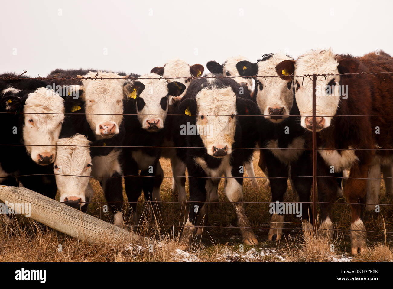 Les bovins domestiques (Bos taurus) à travers le groupe barrière