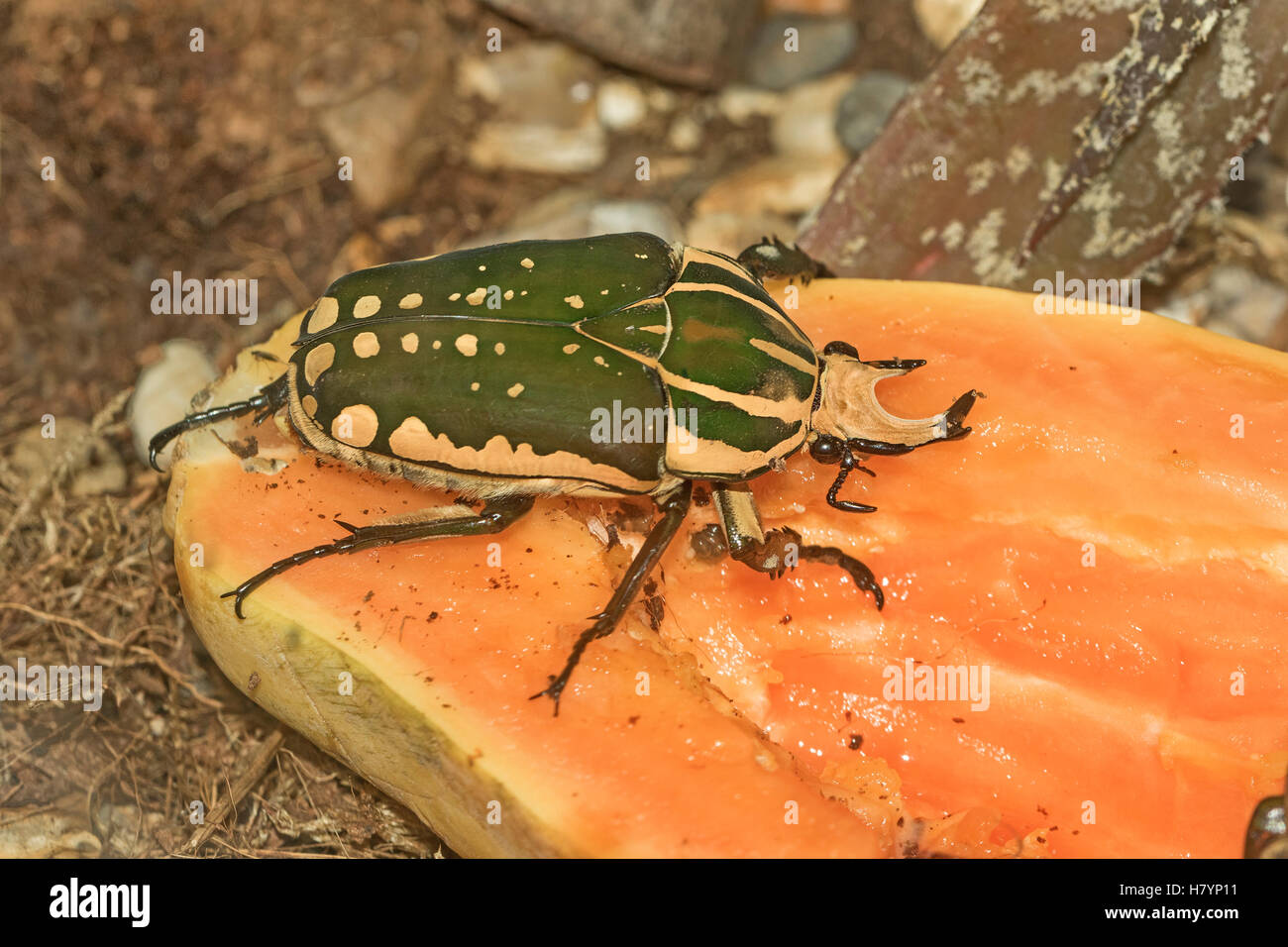 Fleur magnifique Beetle à partir de l'Afrique tropicale Banque D'Images