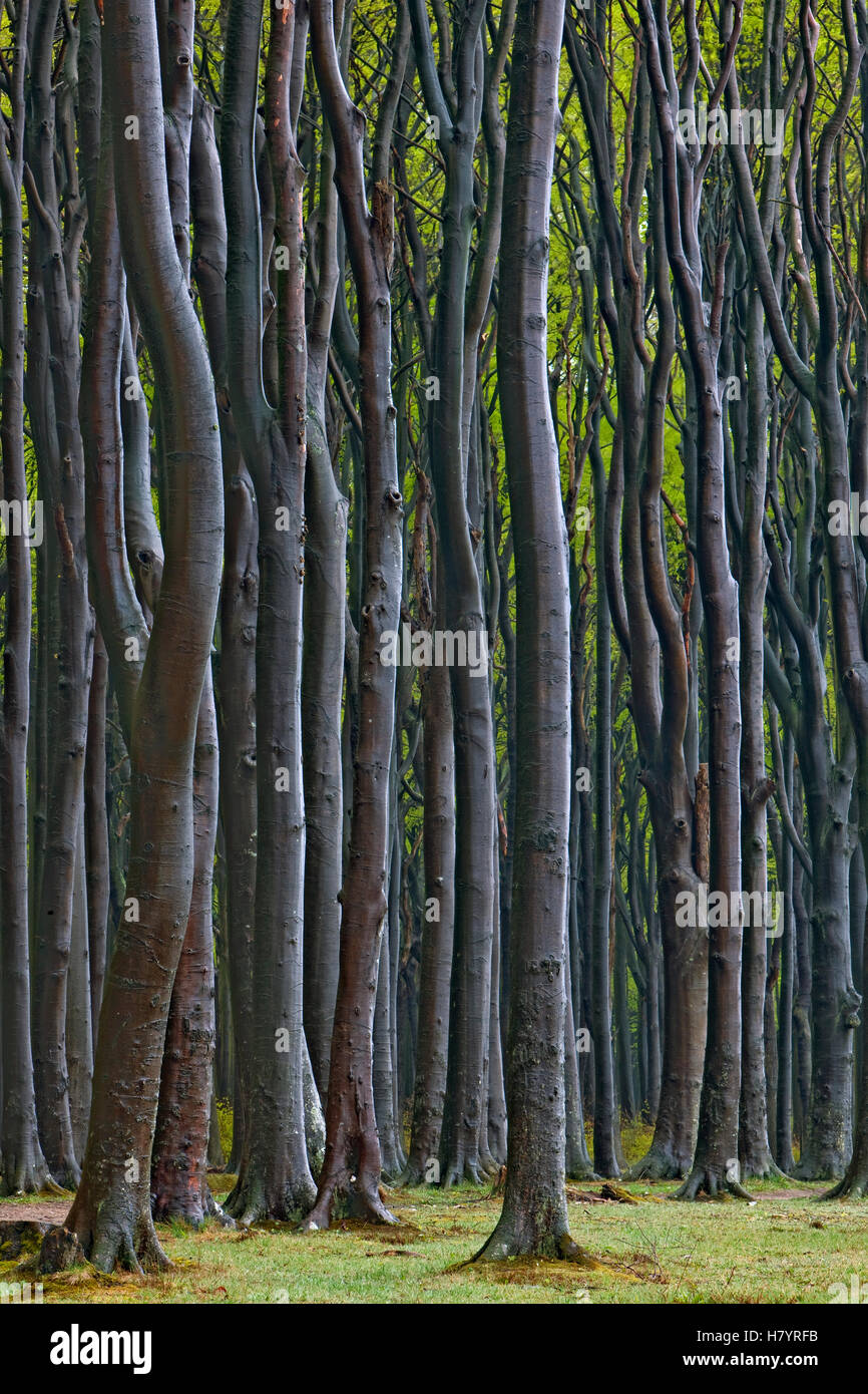 Hêtre européen (Fagus sylvatica) arbres déformés par des vents forts et des conditions climatiques rigoureuses, Nienhagen, Banque D'Images