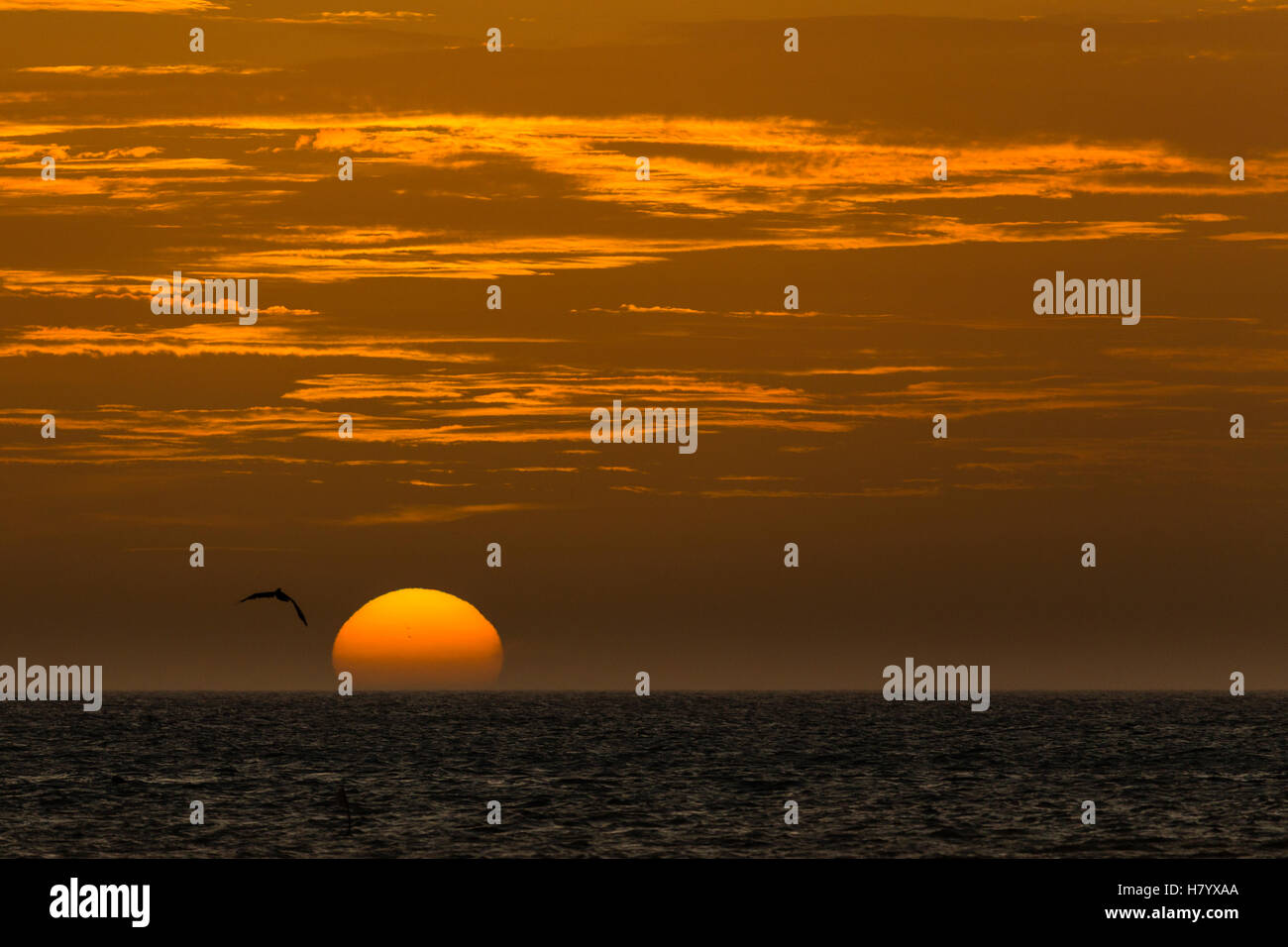 Coucher de soleil sur la mer, avec l'oiseau en vol, Punta Gallinas, La Guajira, Colombie Banque D'Images