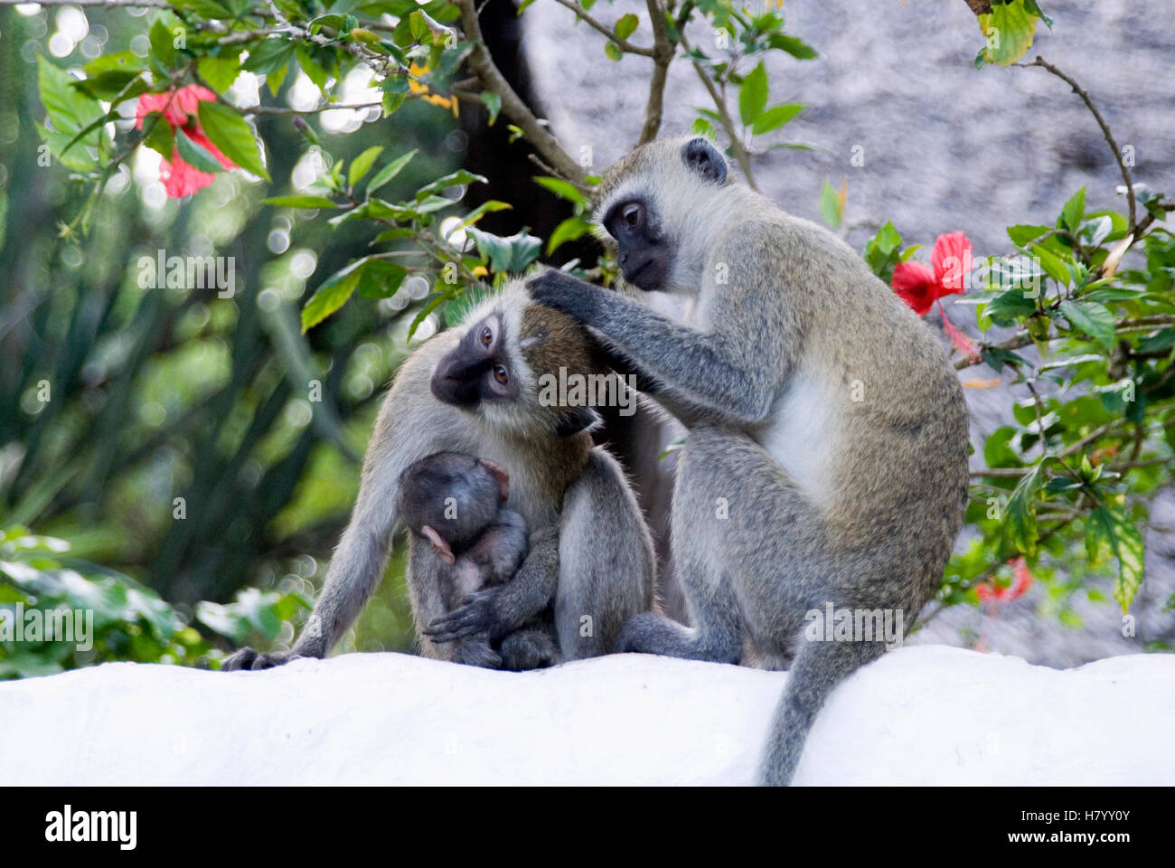 Les singes vervet (Chlorocebus) avec cub, Kenya, Africa Banque D'Images