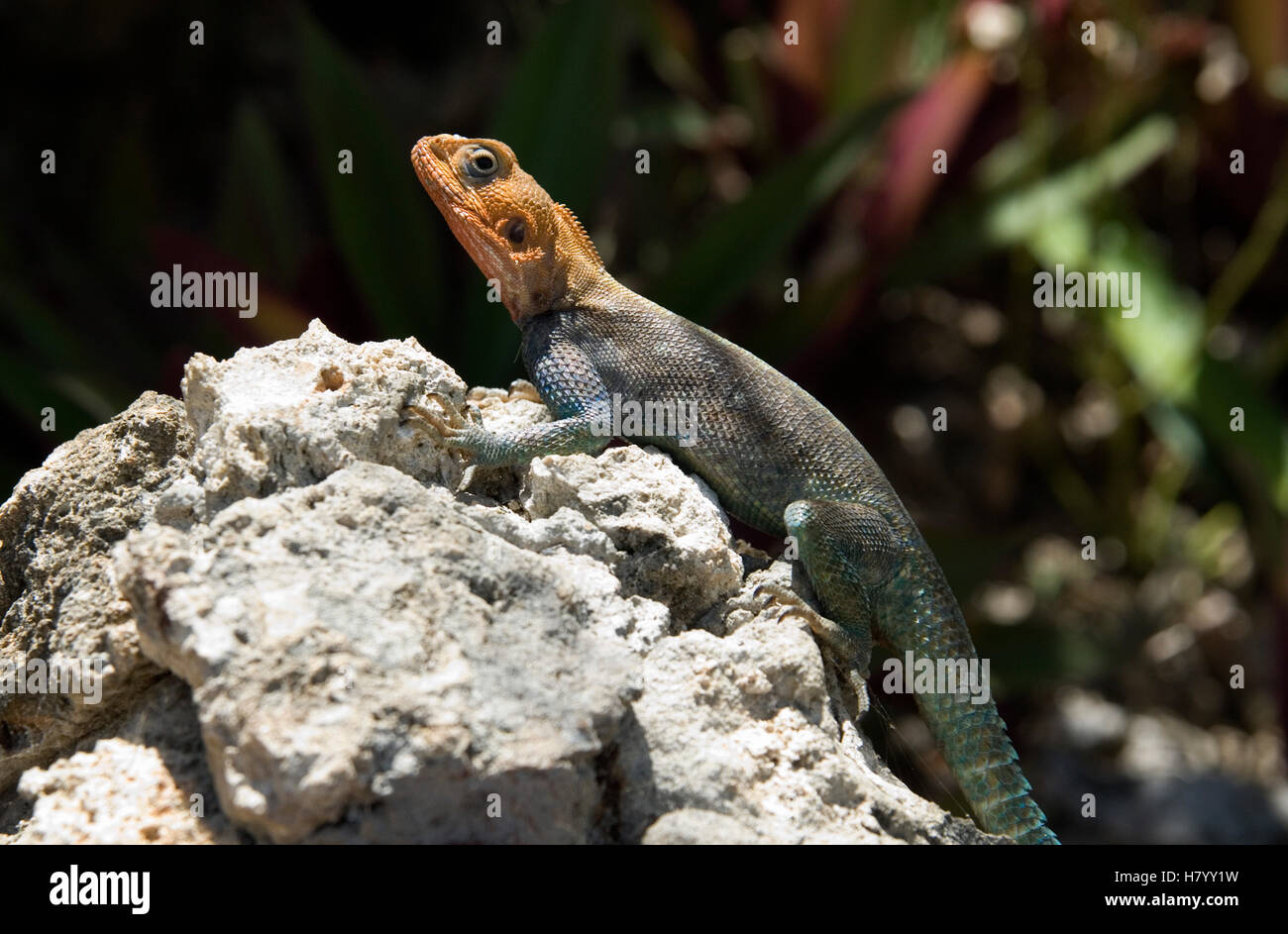 Agama commun, Rock à tête rouge, Agama Agama agama ou arc-en-ciel (Agama) Banque D'Images