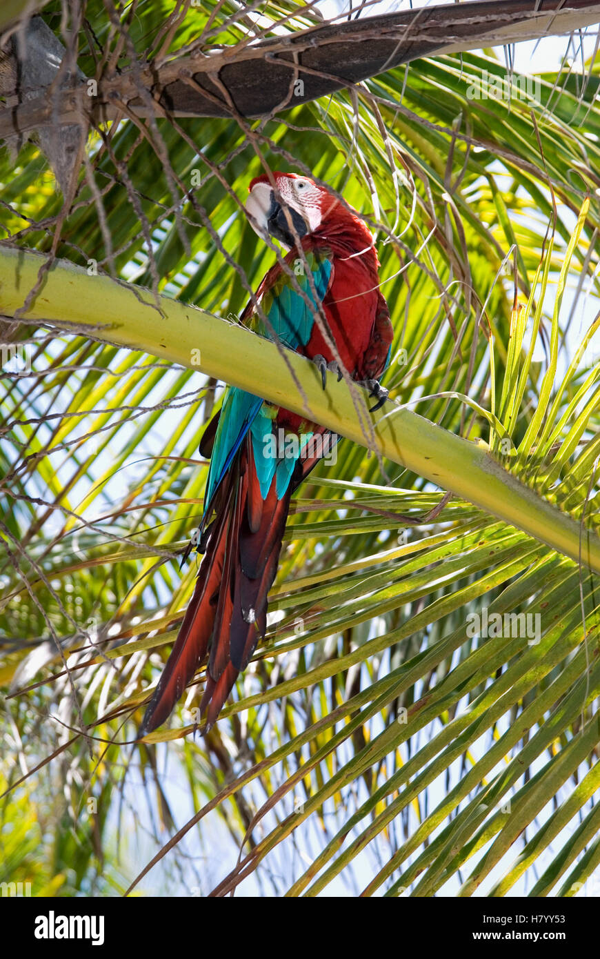 Le rouge et vert Macaw (Ara chloropterus), également connu sous le nom de Green-winged Macaw Banque D'Images