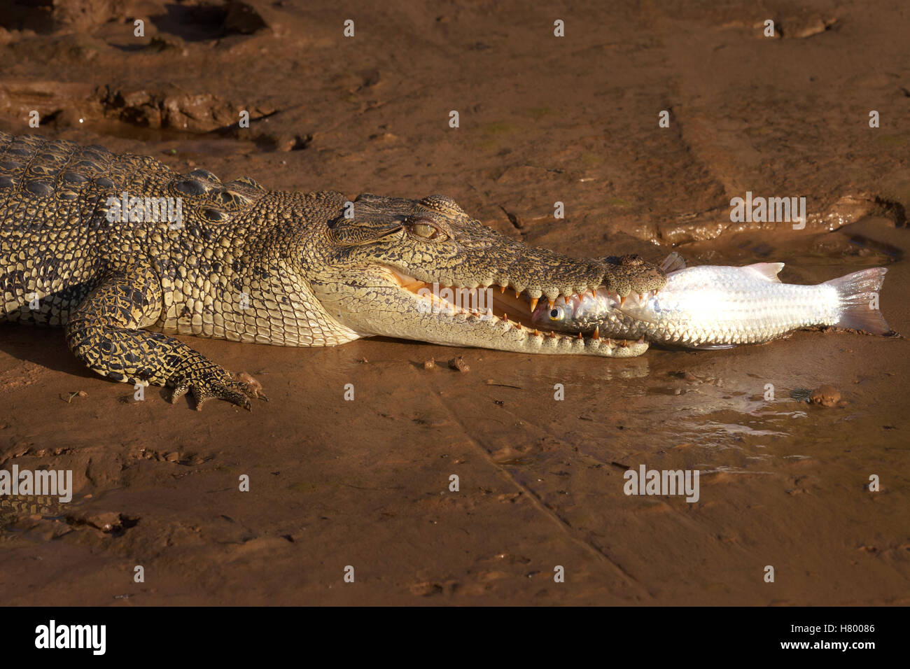 Saltwater Crocodile (Crocodylus porosus) manger un poisson, Roi de la baie de cendres