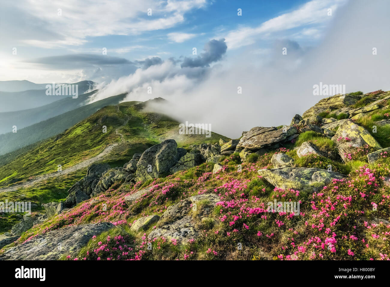 Un paysage extraordinaire avec des fleurs en montagne et ciel majestueux Banque D'Images