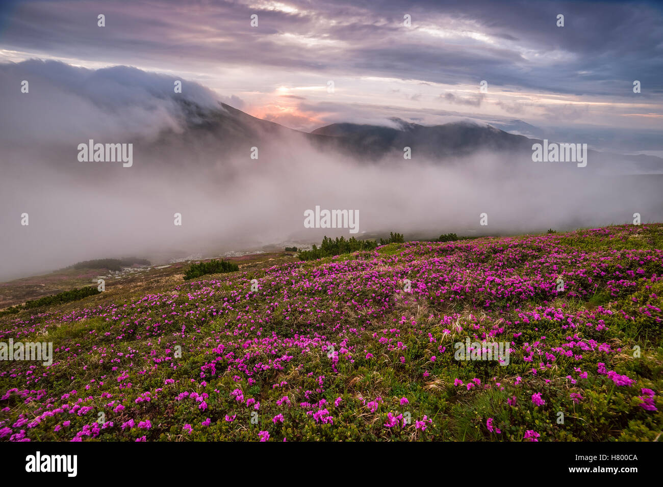 Un paysage extraordinaire avec des fleurs en montagne et ciel majestueux Banque D'Images