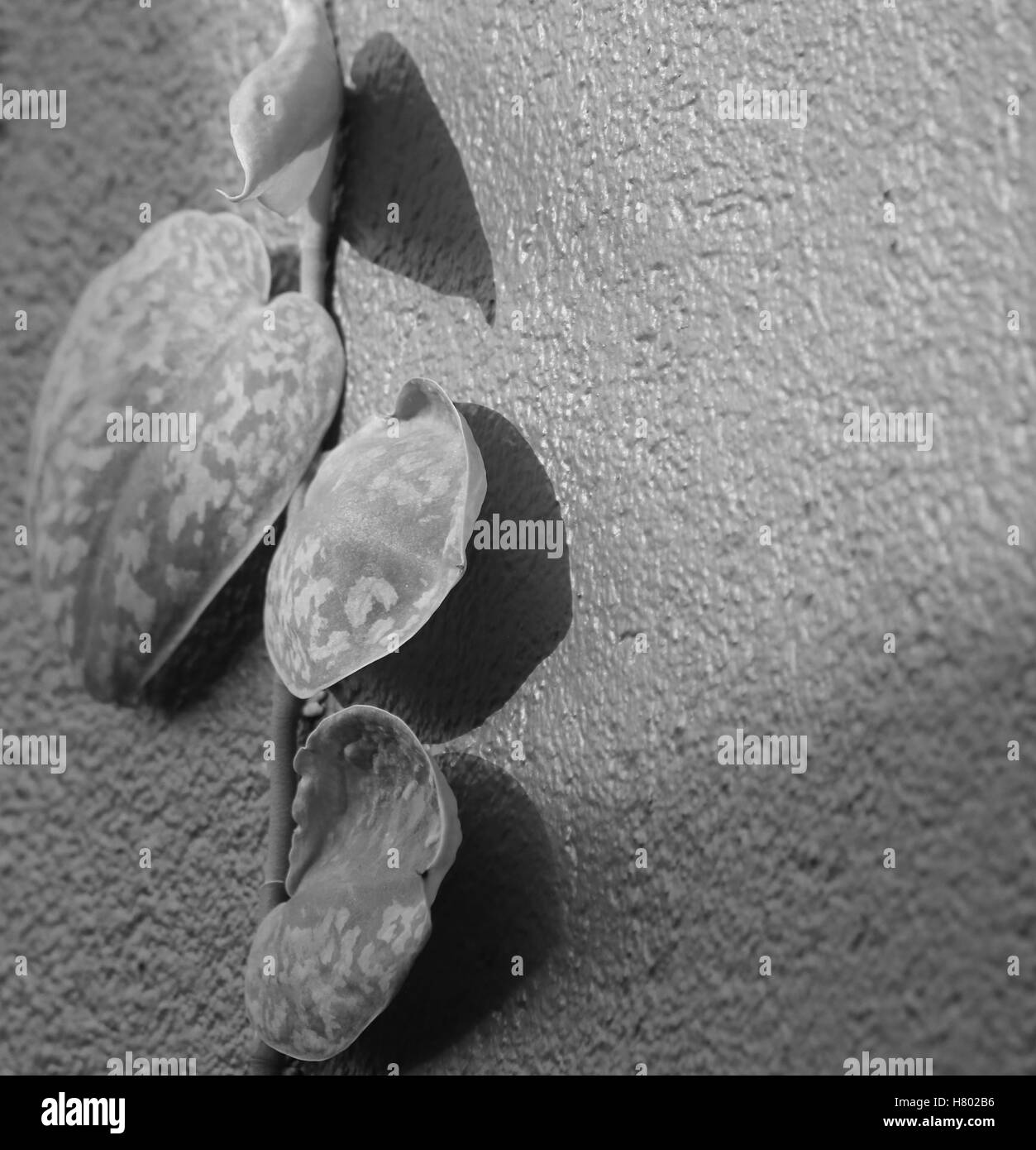 Image en noir et blanc de vrille d'une orchidée. Banque D'Images