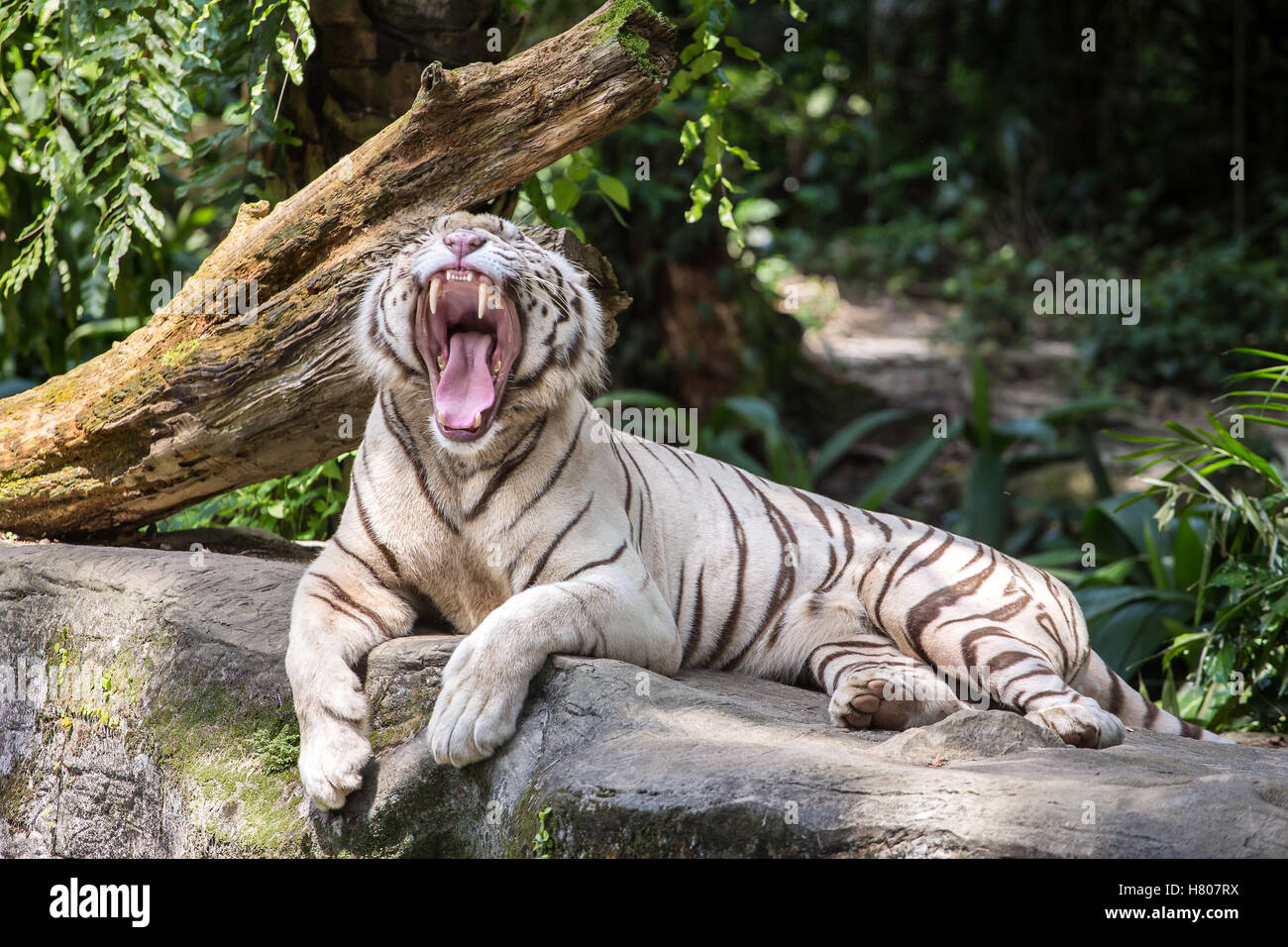 Tigre mâle blanc dans le zoo des bâillements Banque D'Images