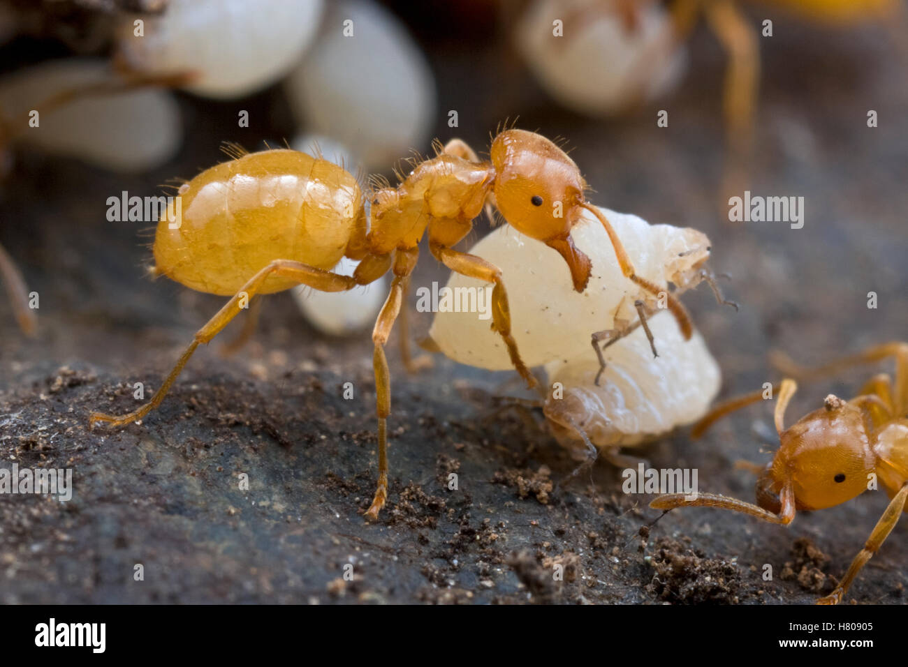 Fourmi Lasius claviger (citronnelle) portant un puceron blanc symbiotique  (Geoica sp) à partir de laquelle les fourmis miellat Estabrook, verre Photo  Stock - Alamy