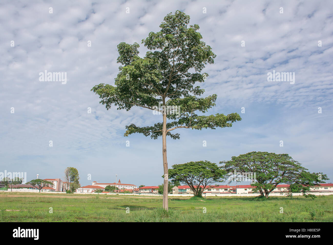 Paysage serein photo d'arbre dans vaste parc avec ciel bleu et nuages magnifiques paysages assez exotique. Banque D'Images