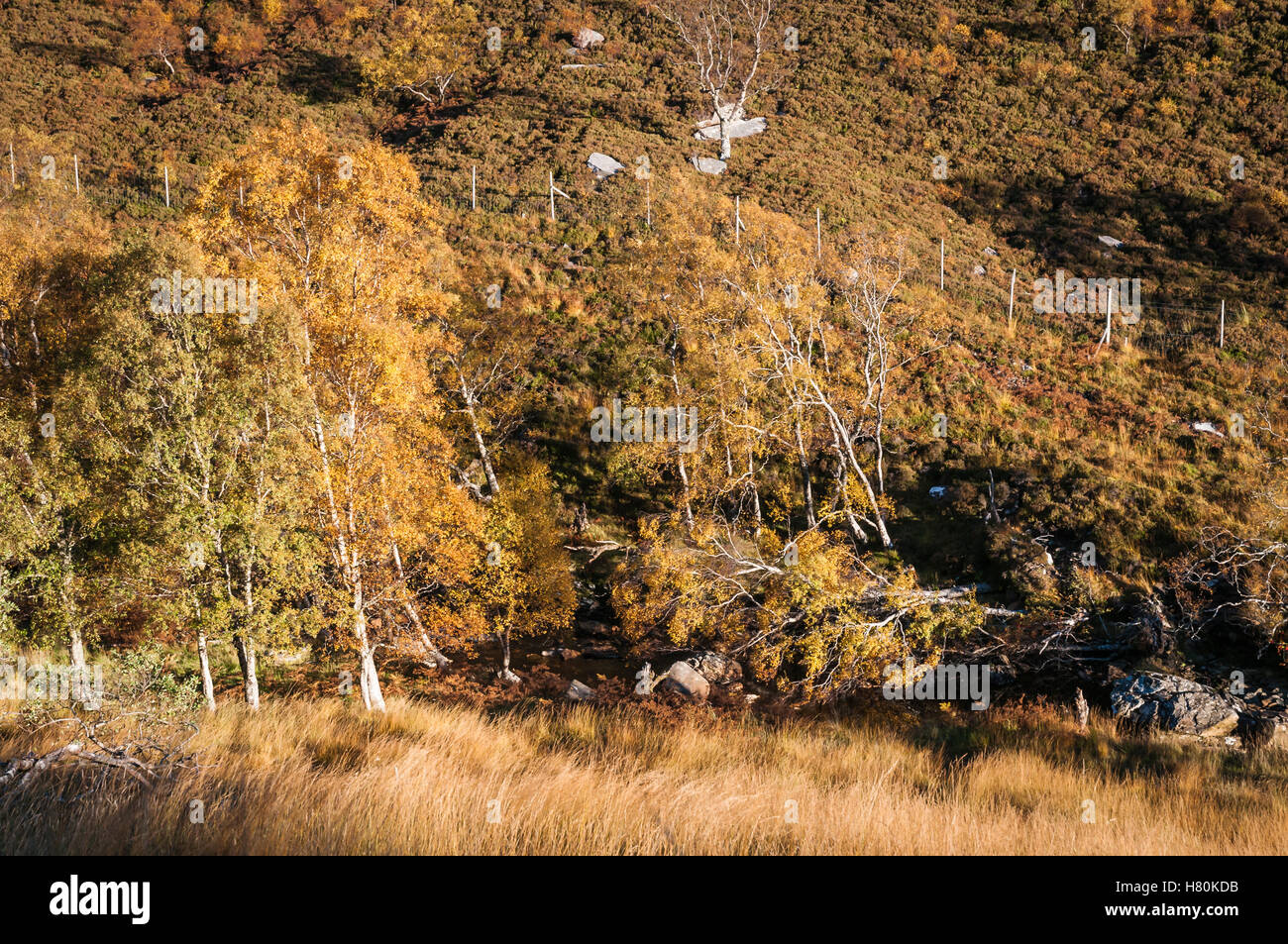 Les bouleaux d'argent, Betula pendula, aux côtés de la rivière, de l'Écosse. Dundonnell Banque D'Images