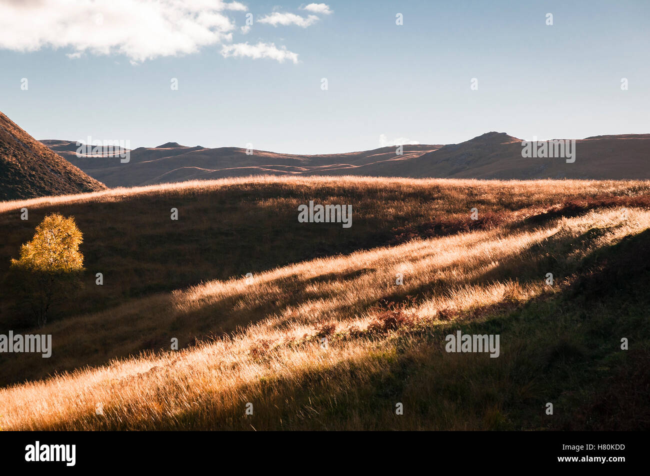 L'éclairage de la lumière du soleil d'automne les herbes à proximité du Dundonnell River, Ross et Cromarty, en Écosse. Banque D'Images