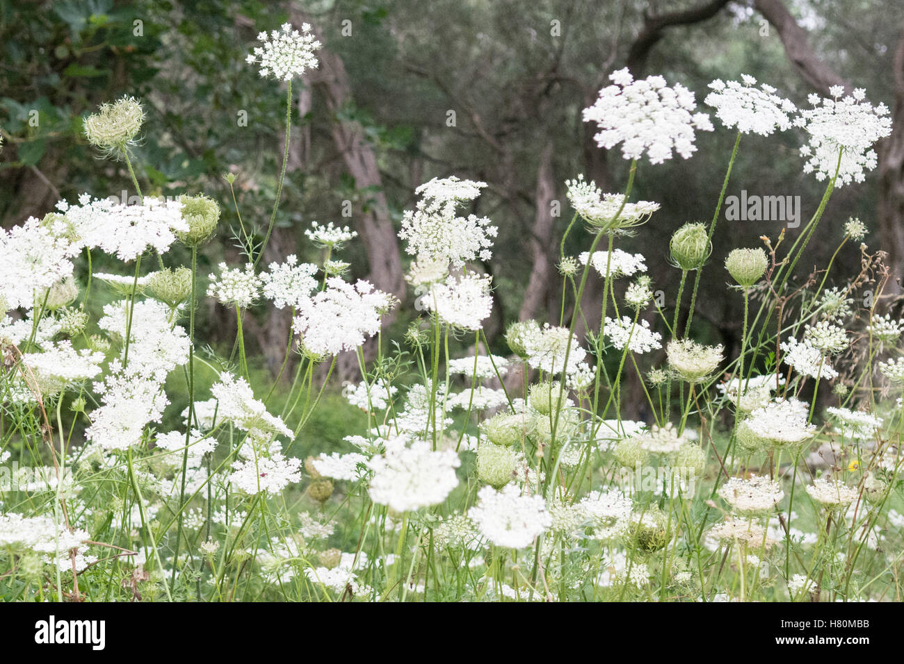Les fleurs sauvages sur le bord d'une oliveraie Paxos en été - Paxos, îles Ioniennes, Grèce, Europe Banque D'Images