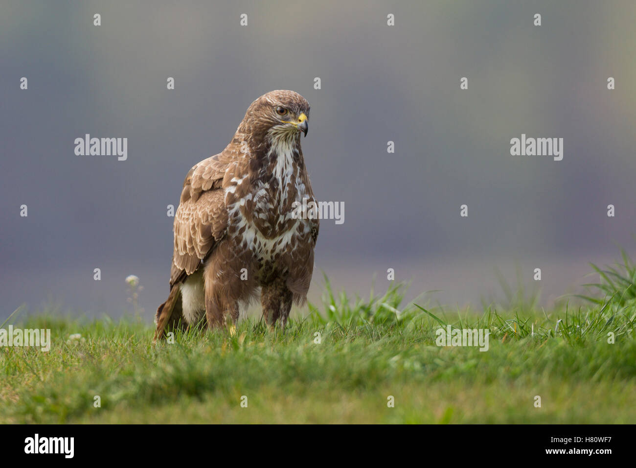 Maeusebussard, Buteo buteo, Buse variable Banque D'Images