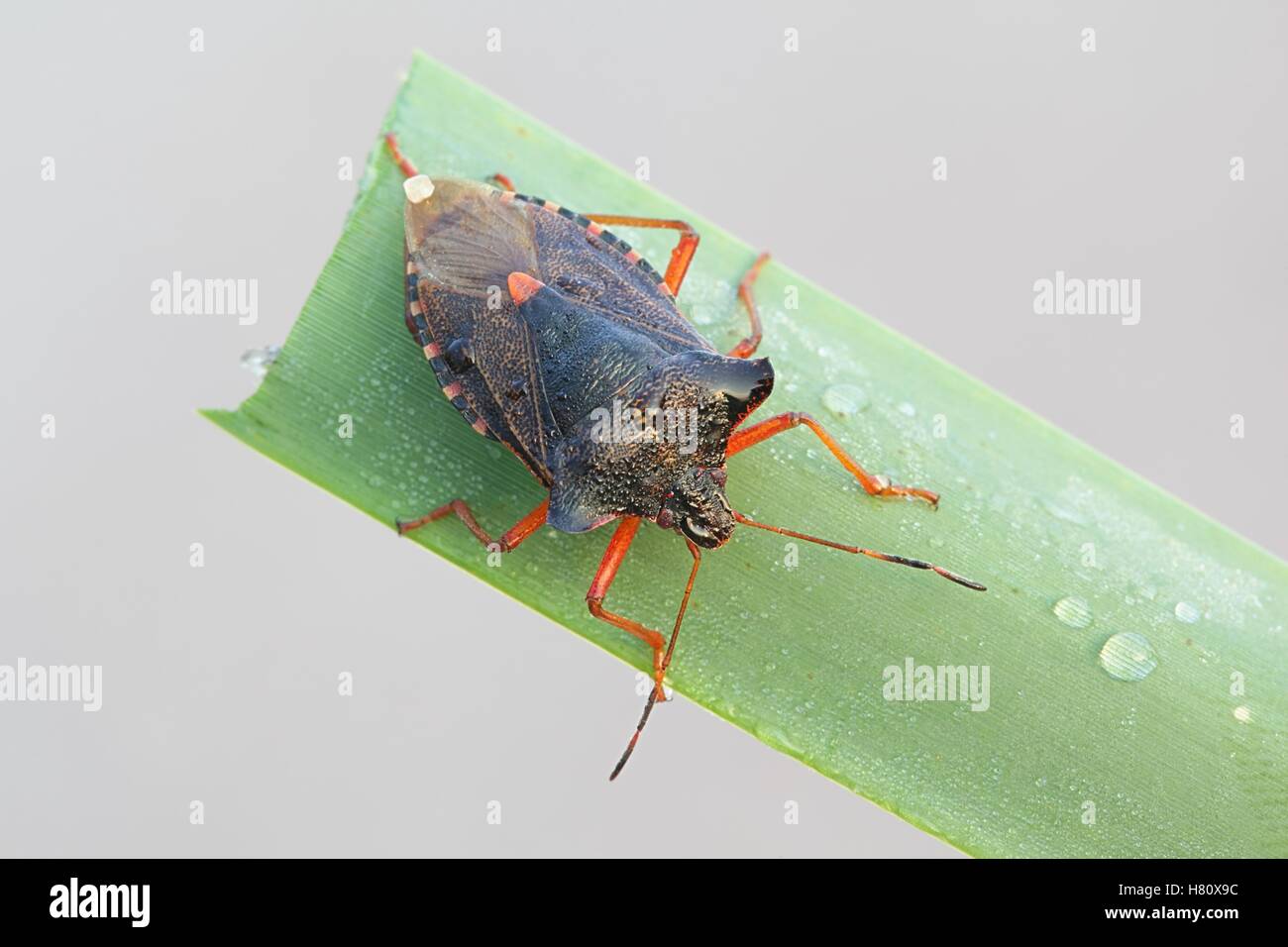Red-legged Shieldbug, connu aussi sous le nom de bug, forêt Pentatoma rufipes, un le jardin Banque D'Images