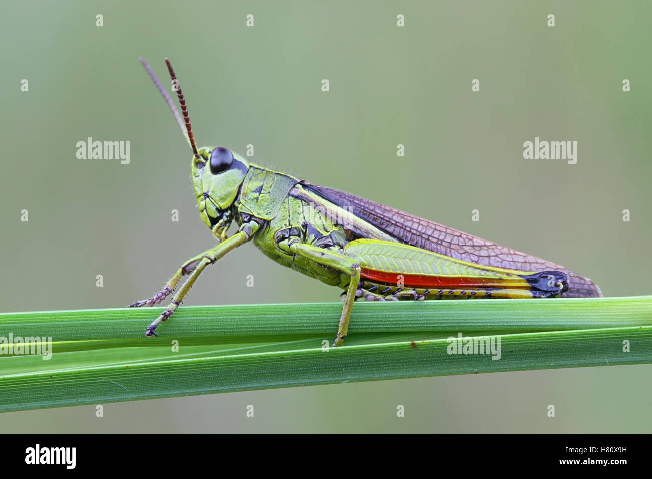 Grand le criquet, Stethophyma grossum Banque D'Images