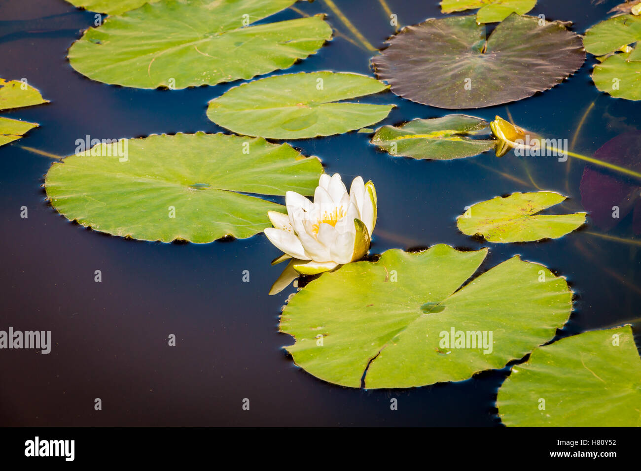 Nénuphar blanc européen ou feuilles flottantes fleur Nenuphar Banque D'Images