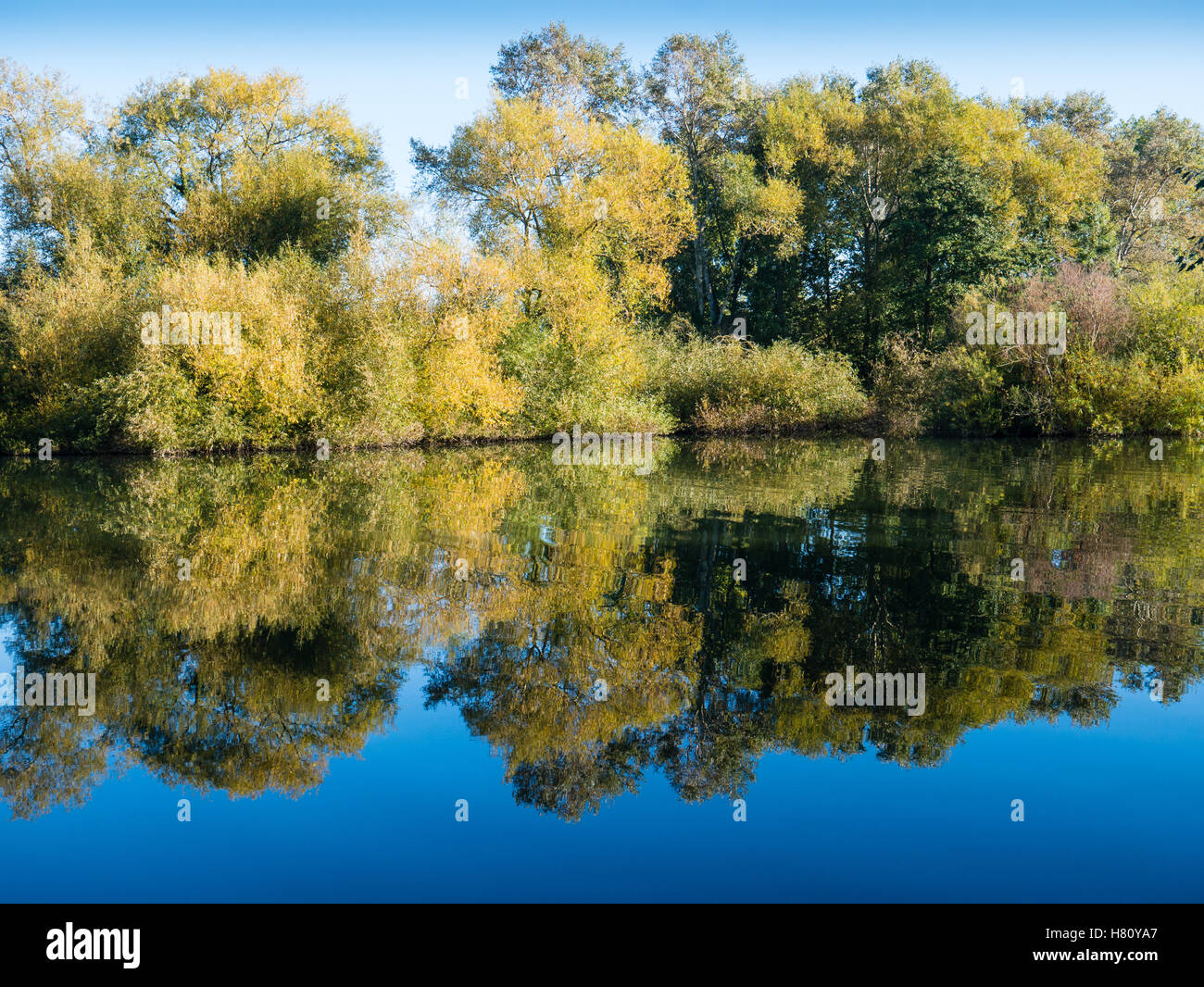 Arbres en automne , Tamise, Sonning nr Reading, Berkshire, Angleterre, RU, FR. Banque D'Images