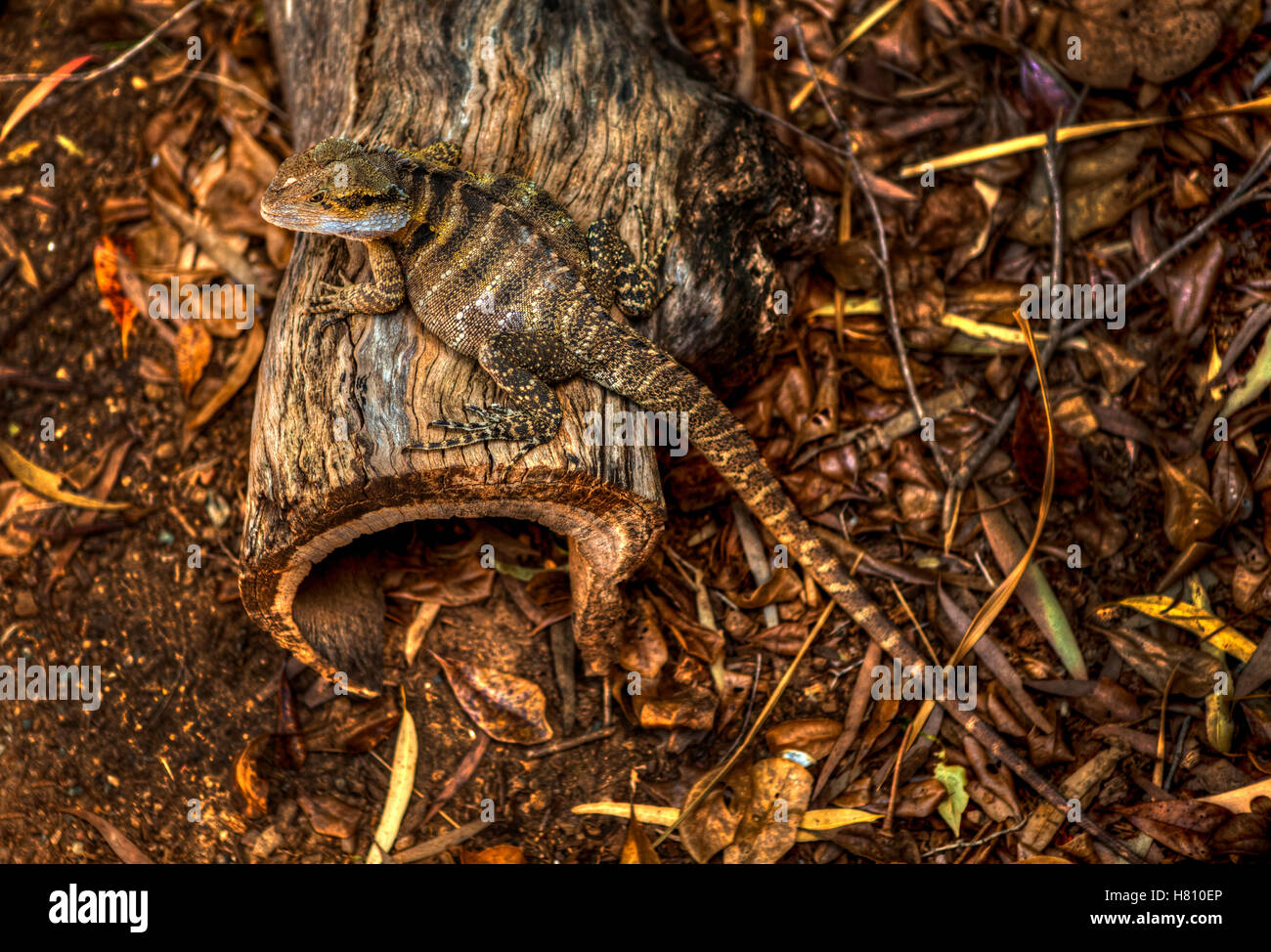 Reptile d'Australie sitting on wooden log Banque D'Images