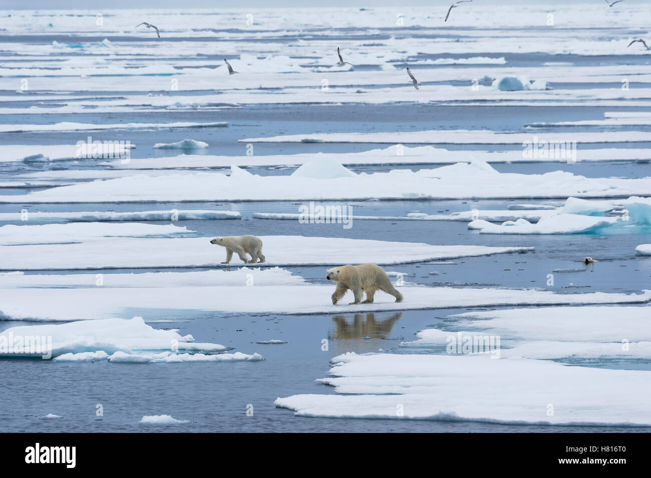 Mère ours polaire (Ursus maritimus) avec deux oursons la marche et la natation sur la fonte de banquise, archipel du Svalbard Banque D'Images
