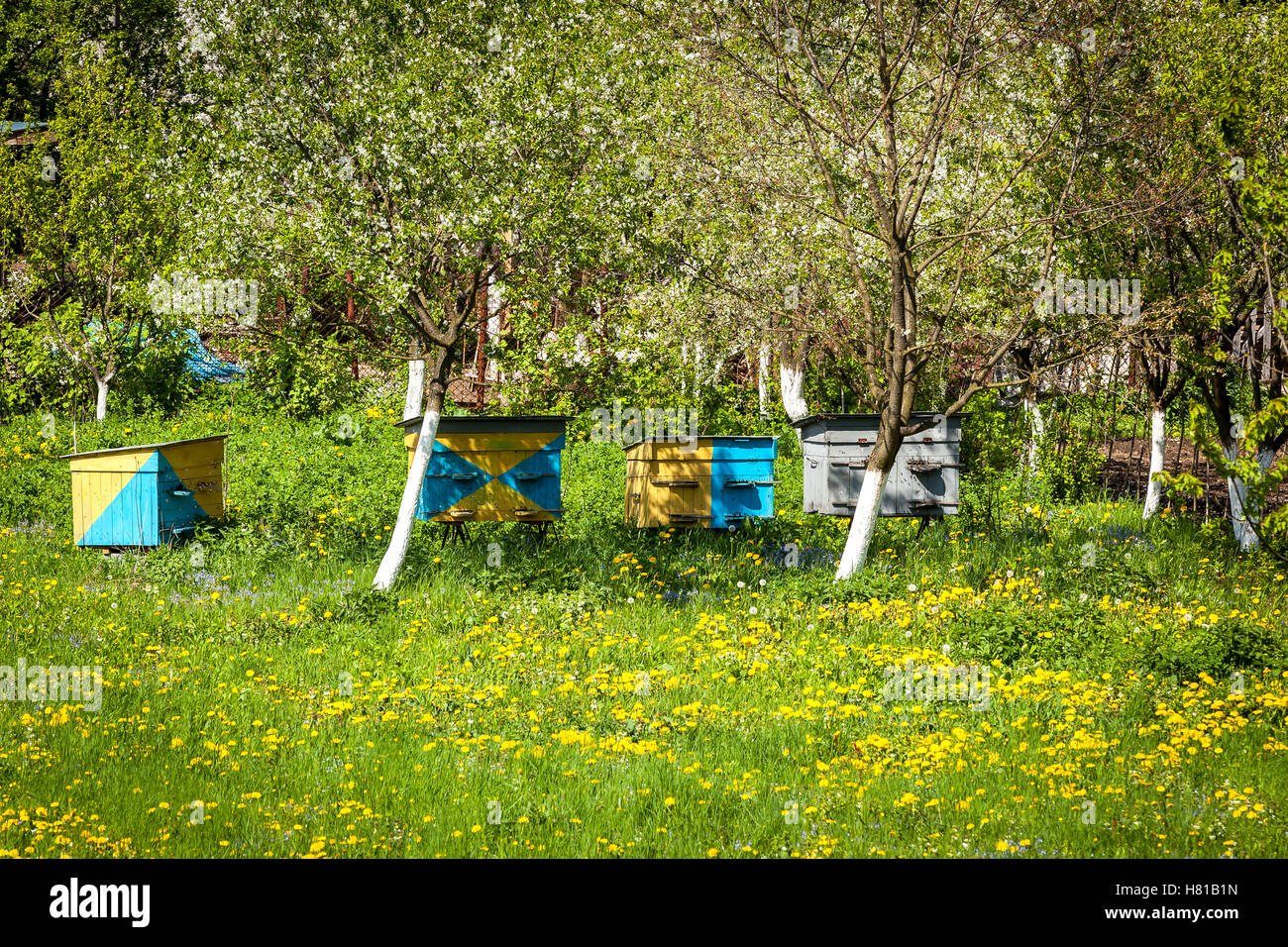 Bee, ferme, miel, rucher, apiculture, ruche, pré, chambre, l'été, nature, production, campagne, vert, de l'agriculture Banque D'Images