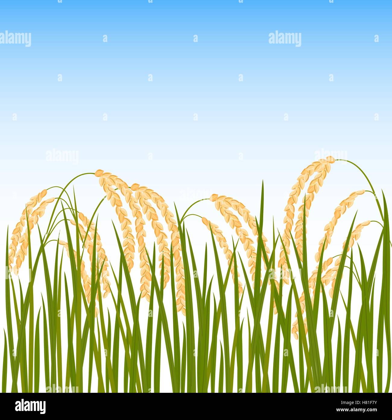 Domaine de riz. Oreilles de riz jaune et bleu ciel sur l'arrière-plan. Vector illustration. Eps 10. Illustration de Vecteur